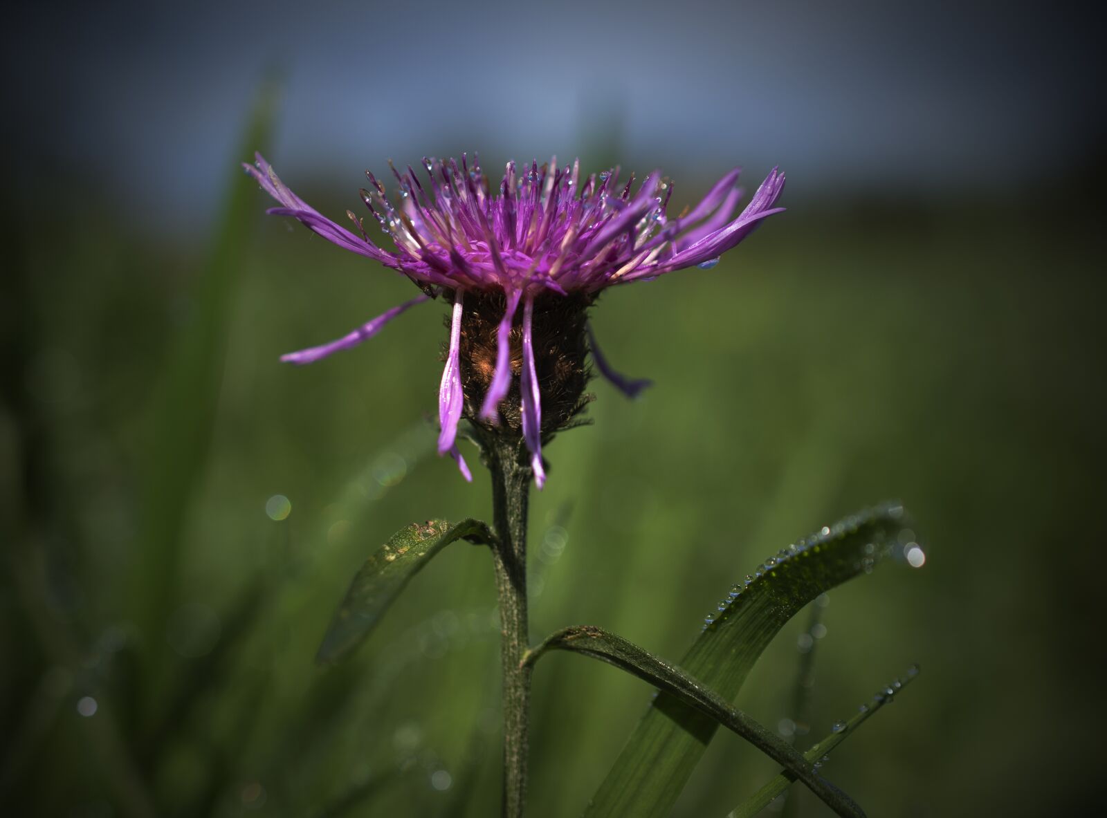 Nikon D5600 sample photo. Flower, thistle, nature photography