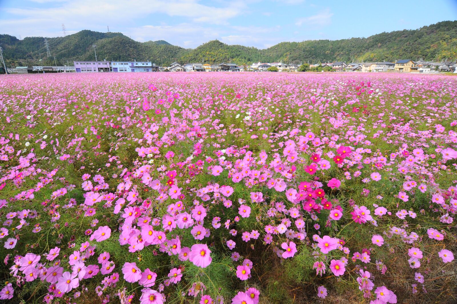 Nikon D300S sample photo. Cosmos, field, autumn photography