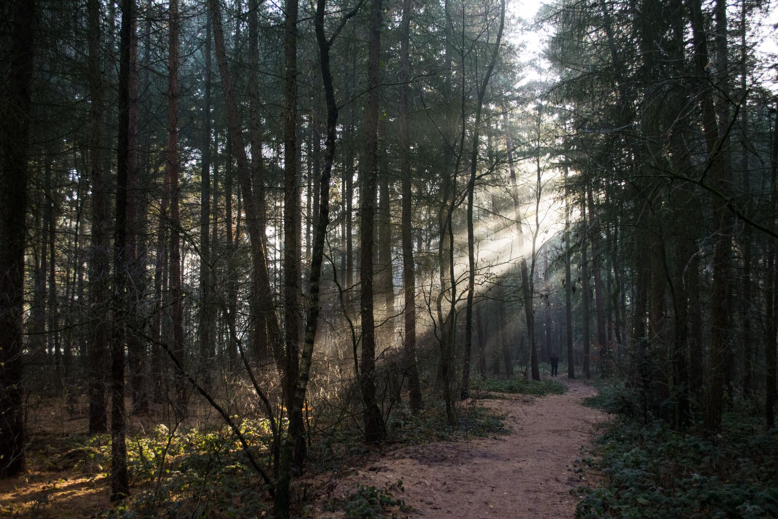 Nikon D5200 sample photo. Forest, woods, nature photography