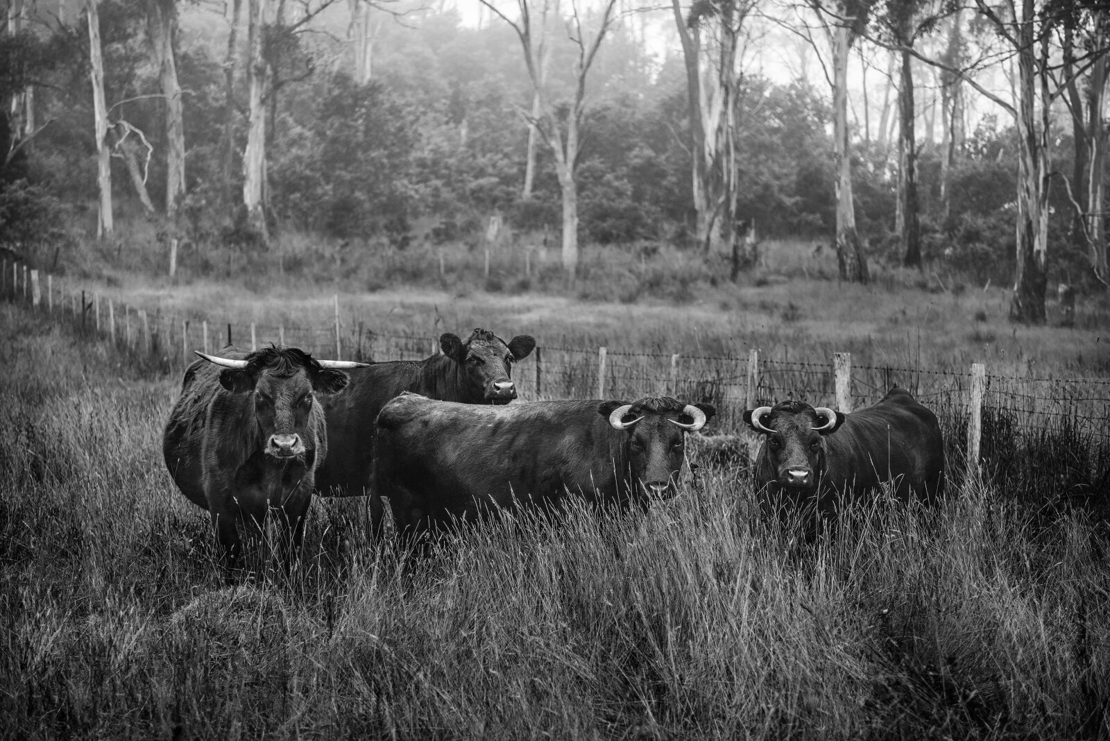 Nikon AF-S Nikkor 24-70mm F2.8G ED sample photo. Agriculture, animal, black, and photography