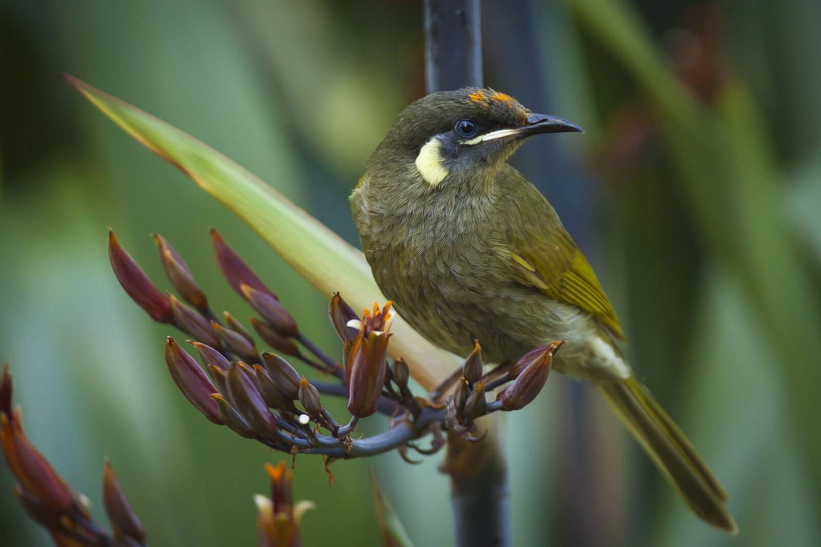 Canon EF 70-200mm F4L USM sample photo. Nature, bird, australia, honeyeater photography