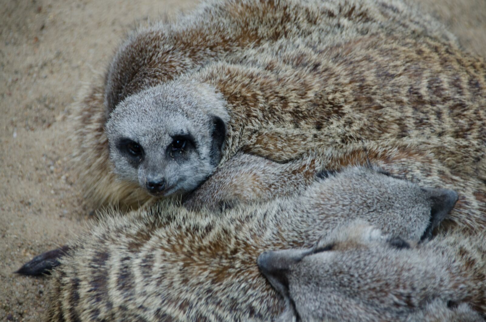 Nikon D5100 sample photo. Meerkat, zoo, animals photography