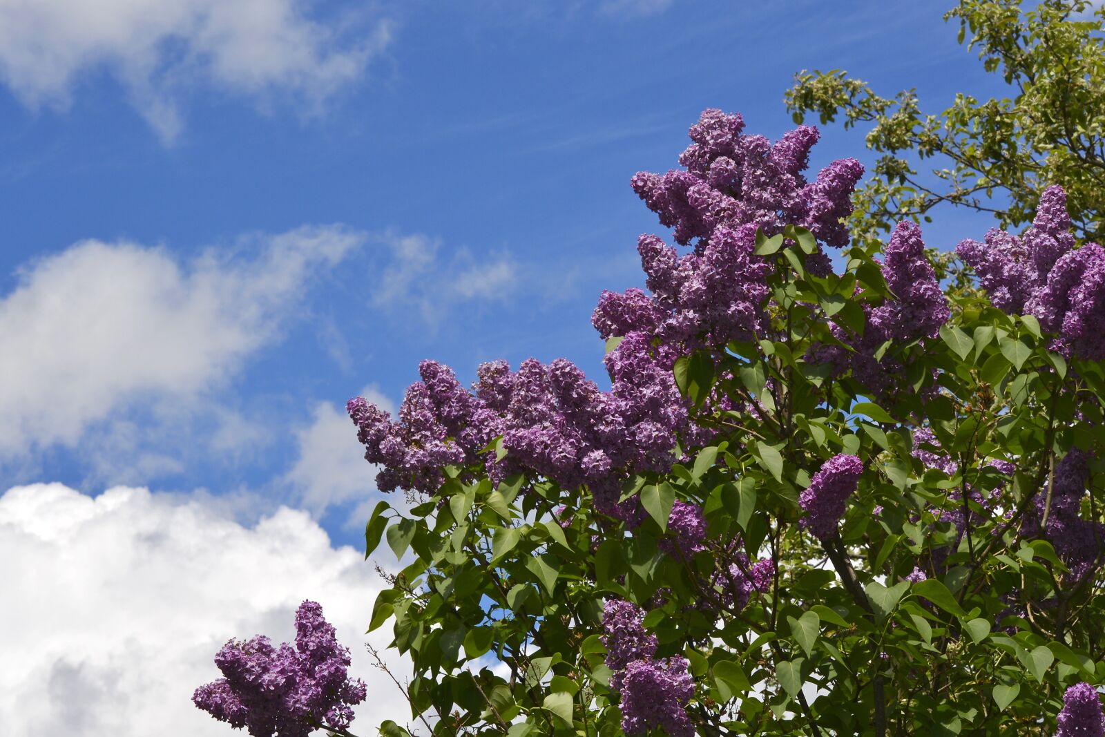 Nikon D5200 sample photo. Lilac, sky, magenta photography