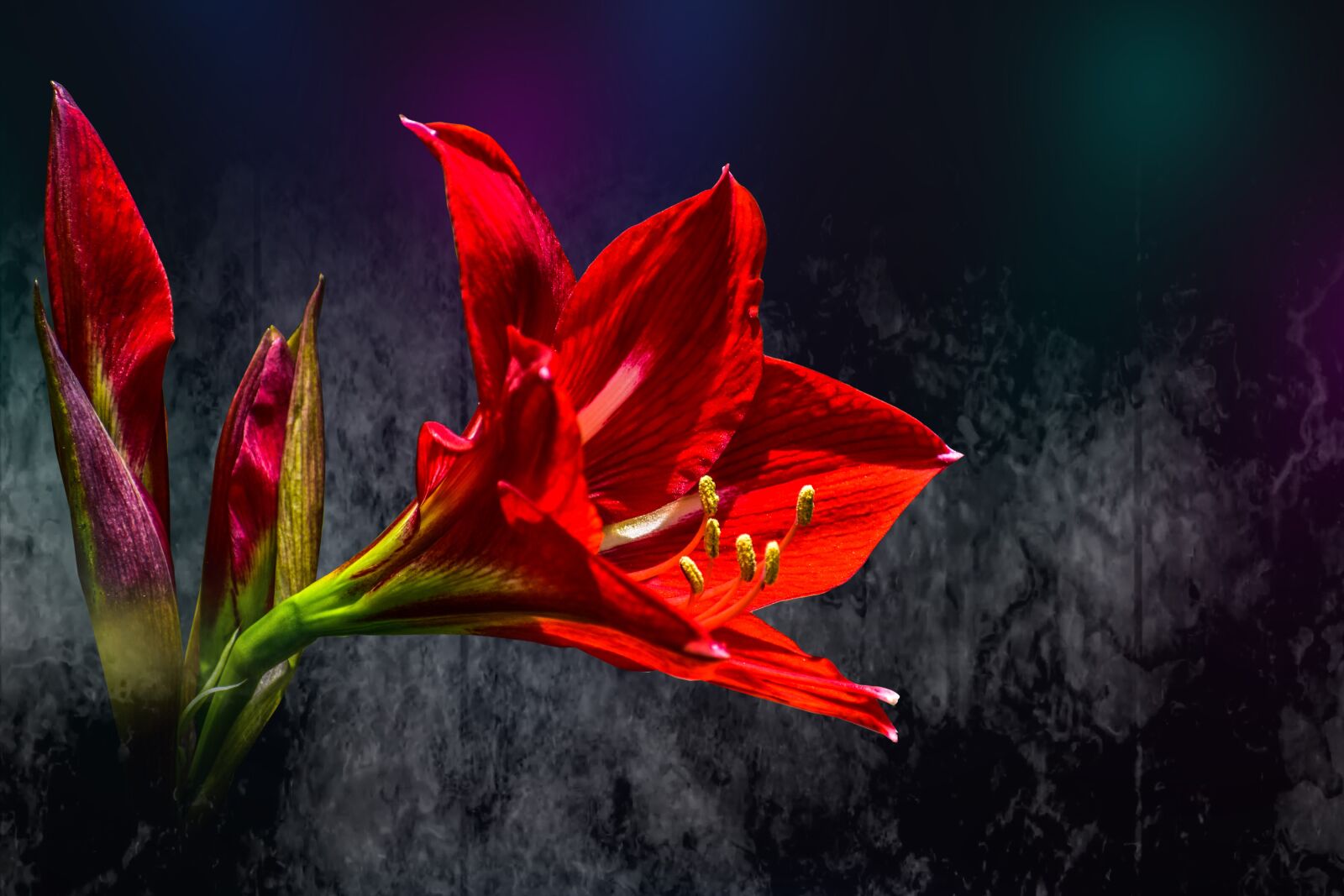 Nikon D3400 sample photo. Flower beautiful, beautiful gradiola photography