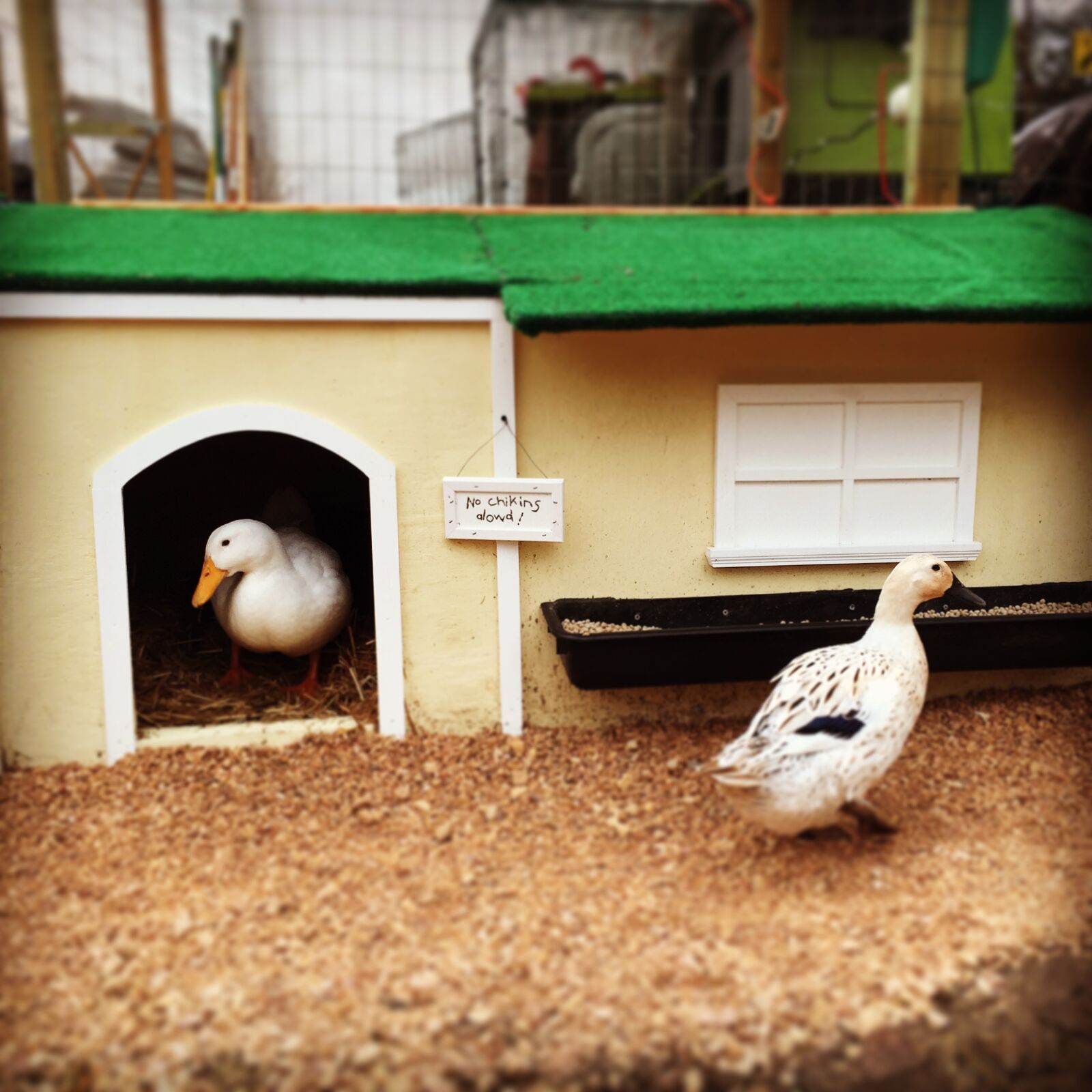 Apple iPhone 6 sample photo. Ducks, pekin, welsh harlequin photography