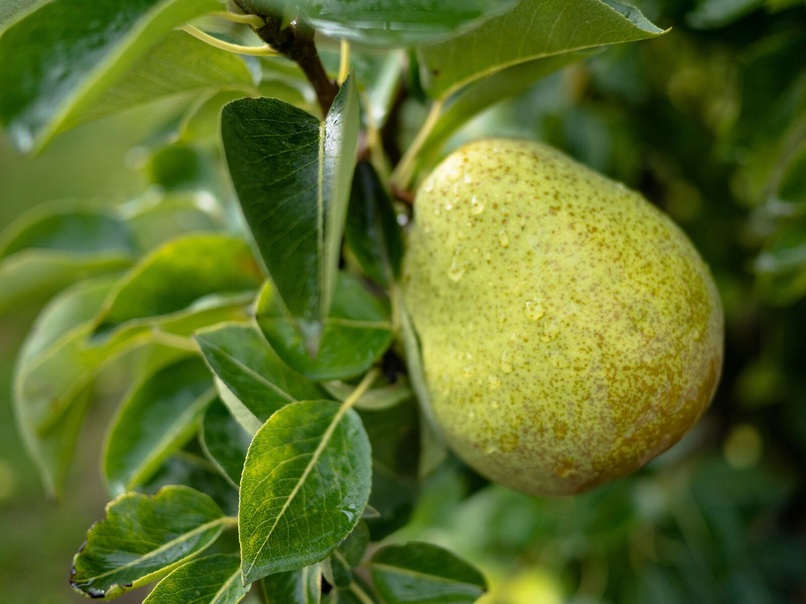 Panasonic Lumix DMC-GF5 sample photo. Pear, tree, fruit photography