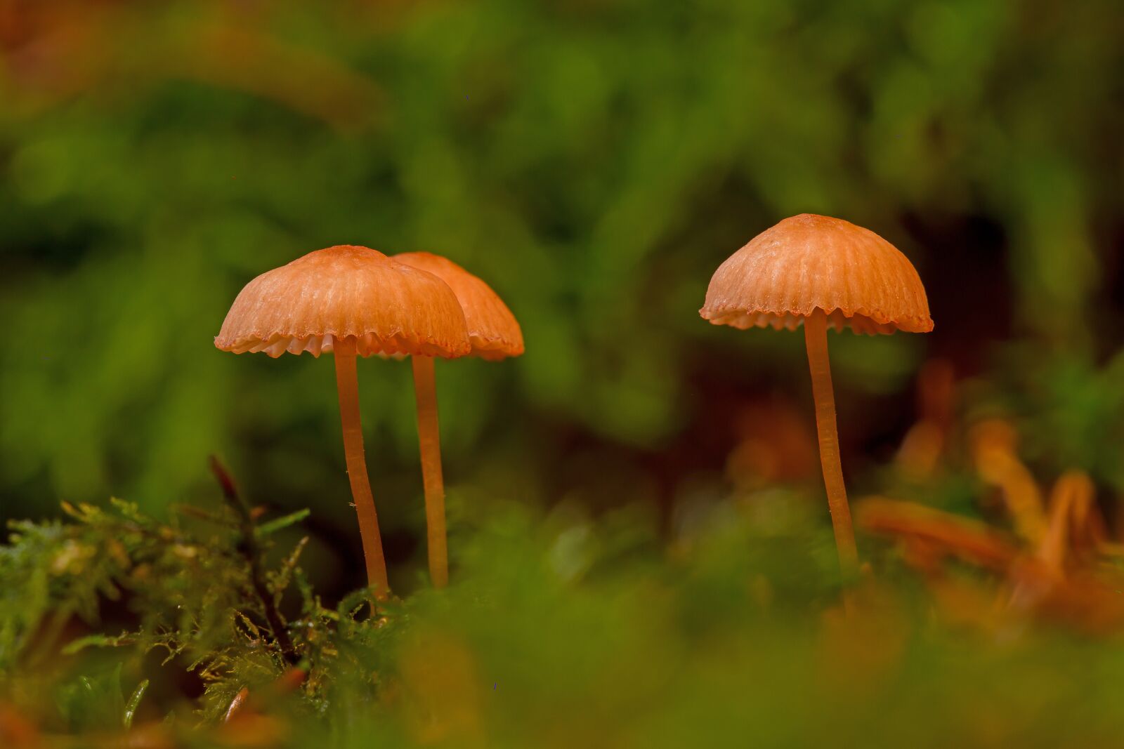 Canon EOS 7D sample photo. Mushroom, mushrooms, sponge photography