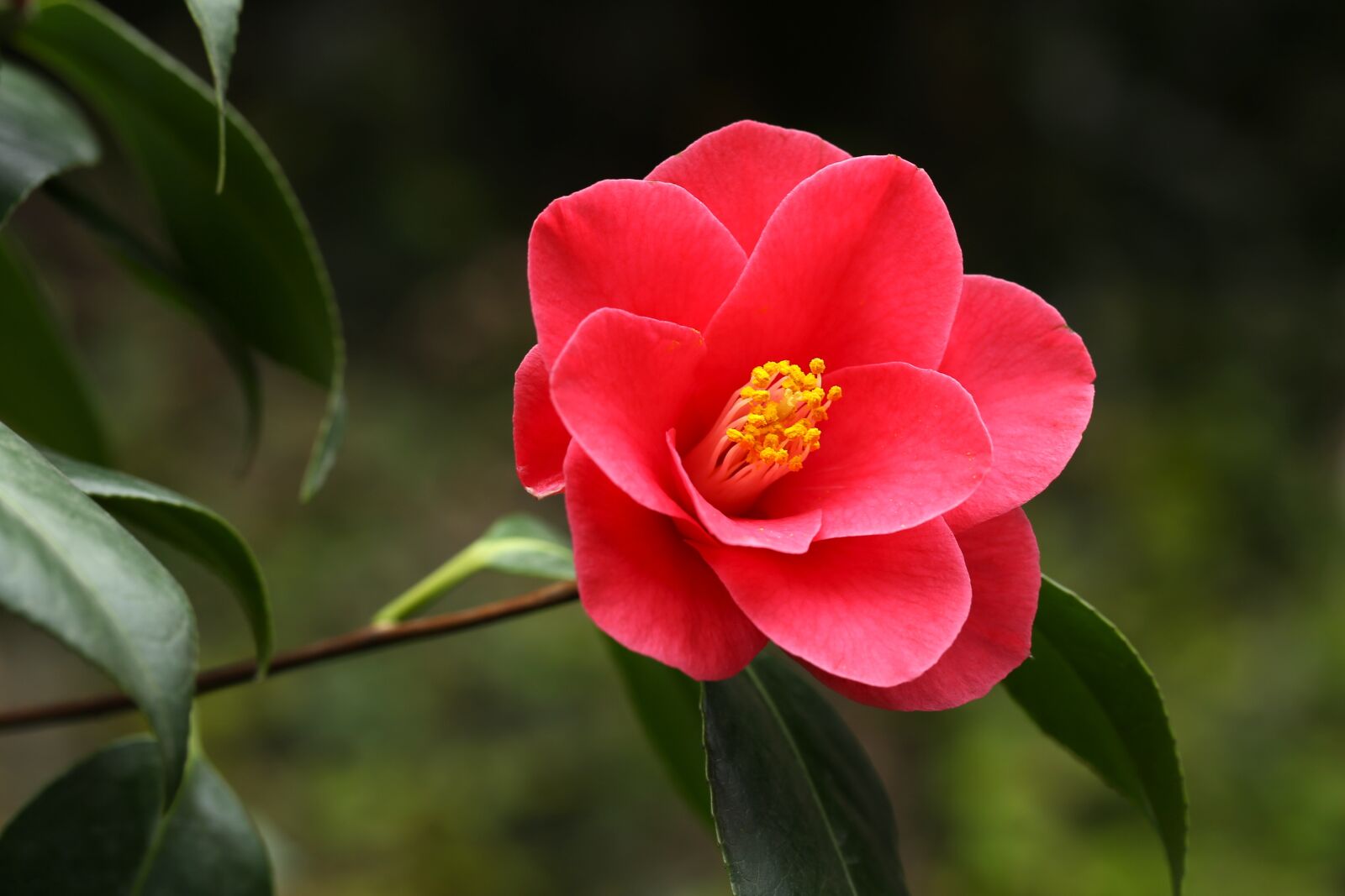 Canon EF 100mm F2.8L Macro IS USM sample photo. Flowers, camellia, rajec jestrebi photography