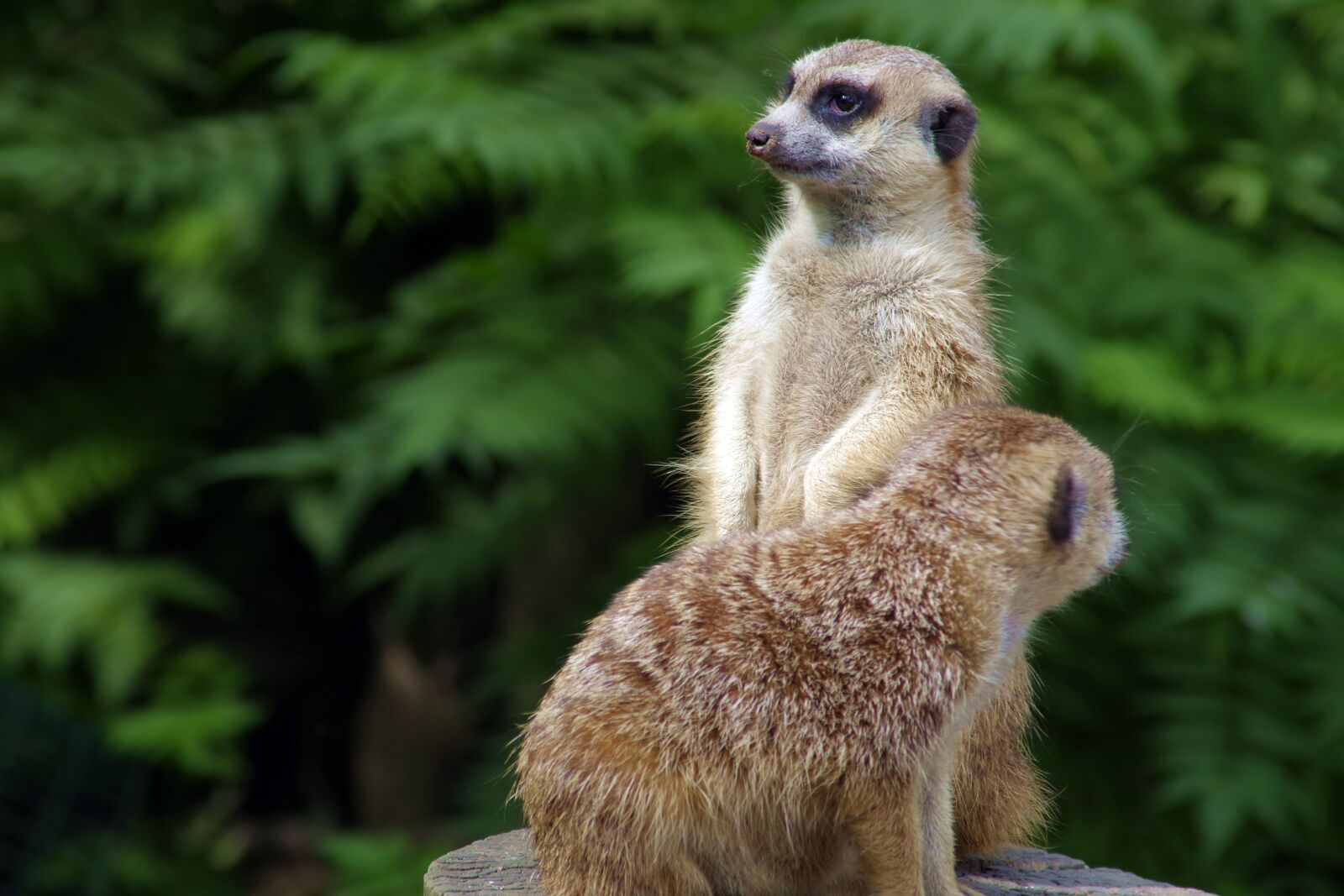 Pentax K-S2 sample photo. Surykatka, meerkats, sitting photography