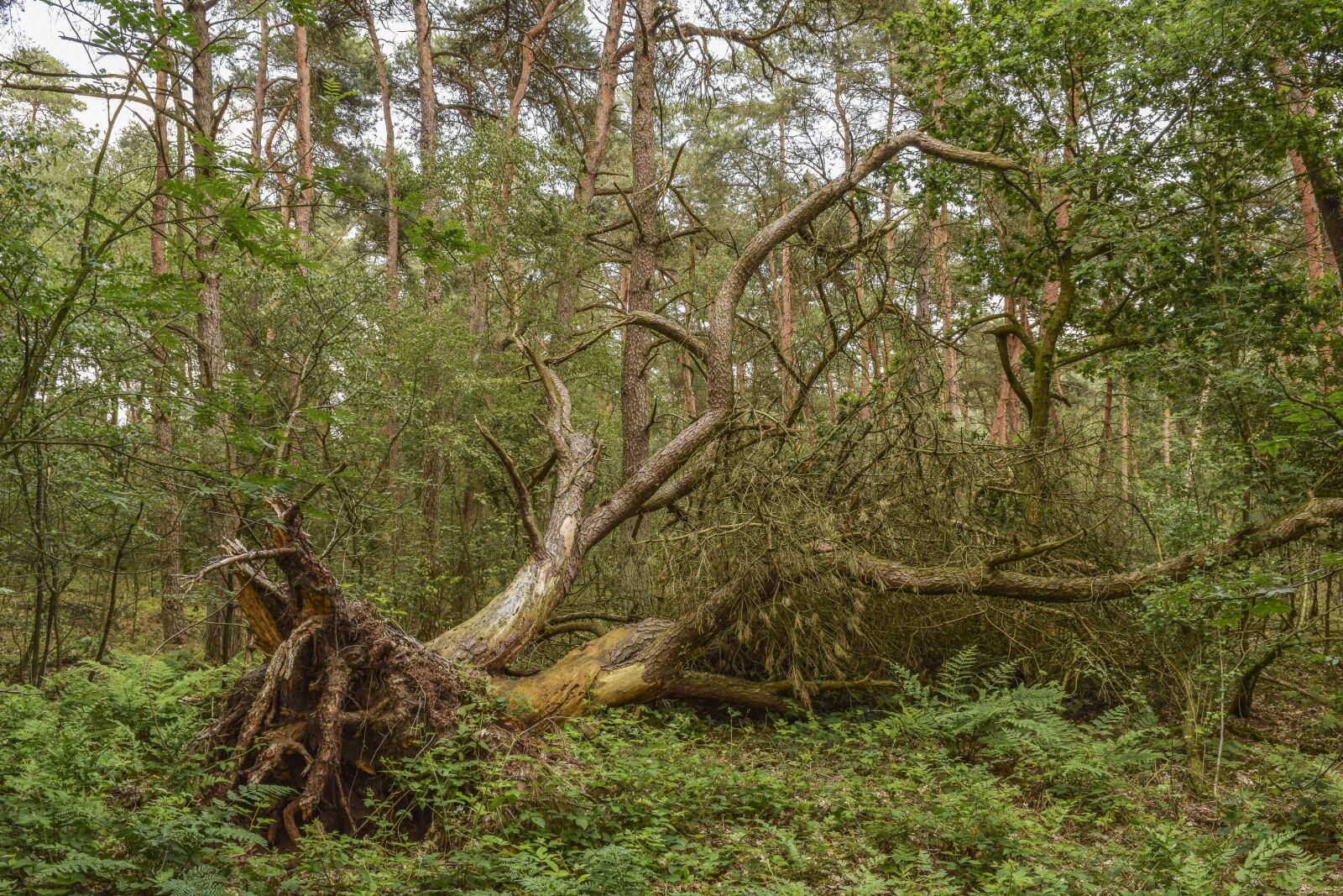 Nikon D3300 sample photo. Forest, trees, nature photography