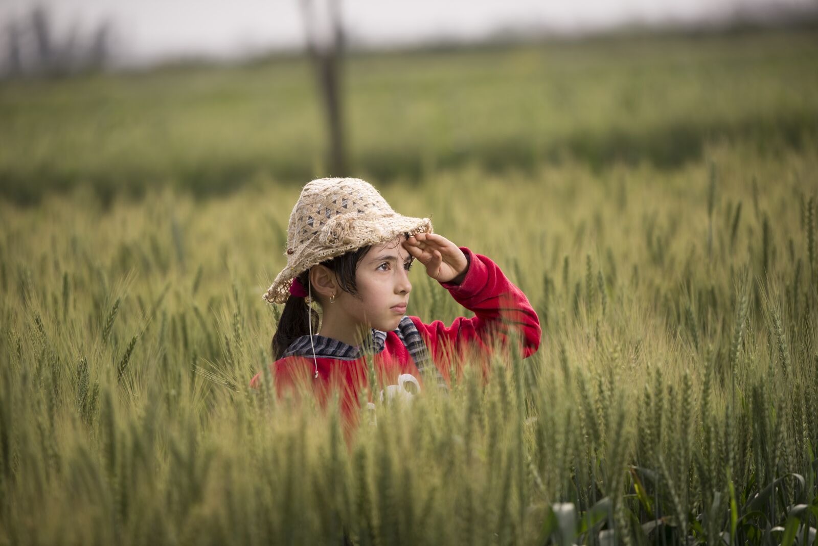 Nikon D610 sample photo. Field, nature, grass photography