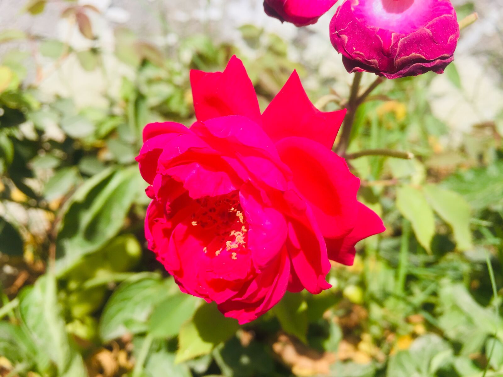 iPhone 6 back camera 4.15mm f/2.2 sample photo. Rose, flower, bloom photography