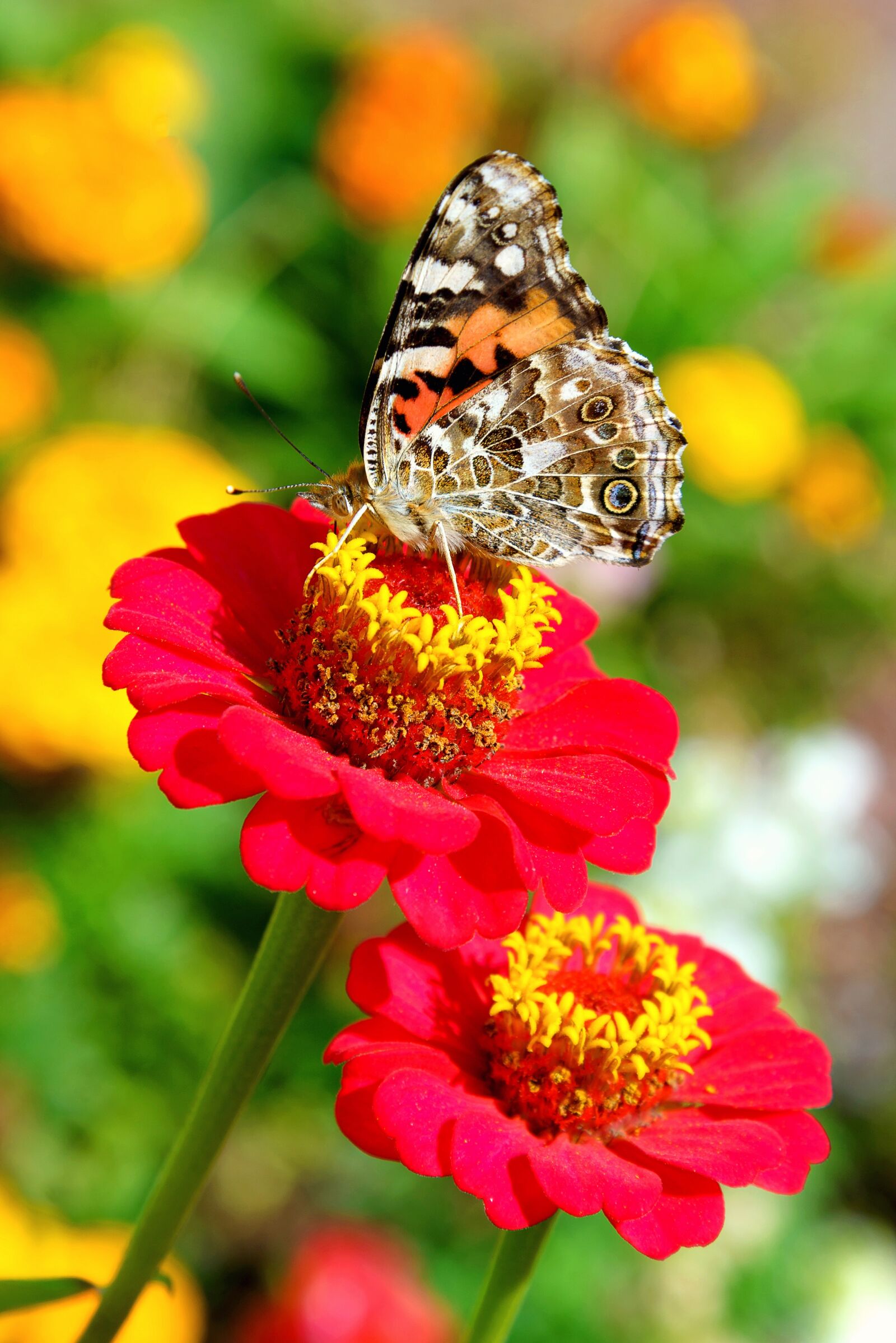 Nikon D610 sample photo. Exotic, sunny, bright photography