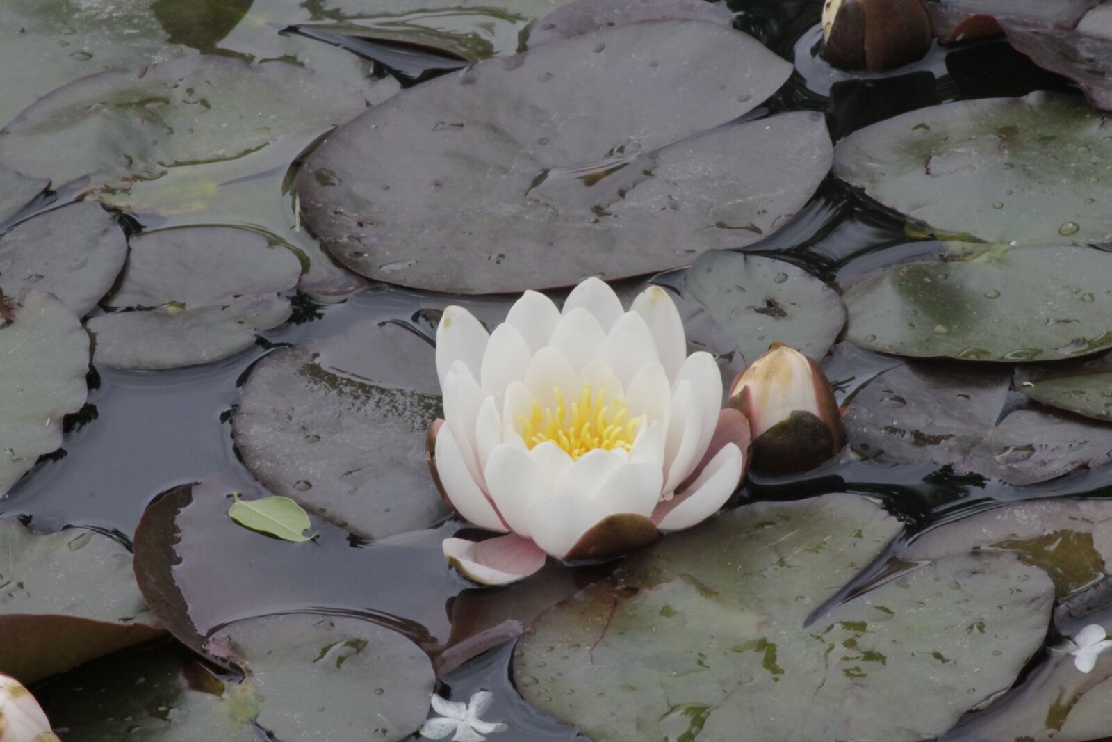 Canon EF-S 55-250mm F4-5.6 IS II sample photo. Flower, white, water lily photography