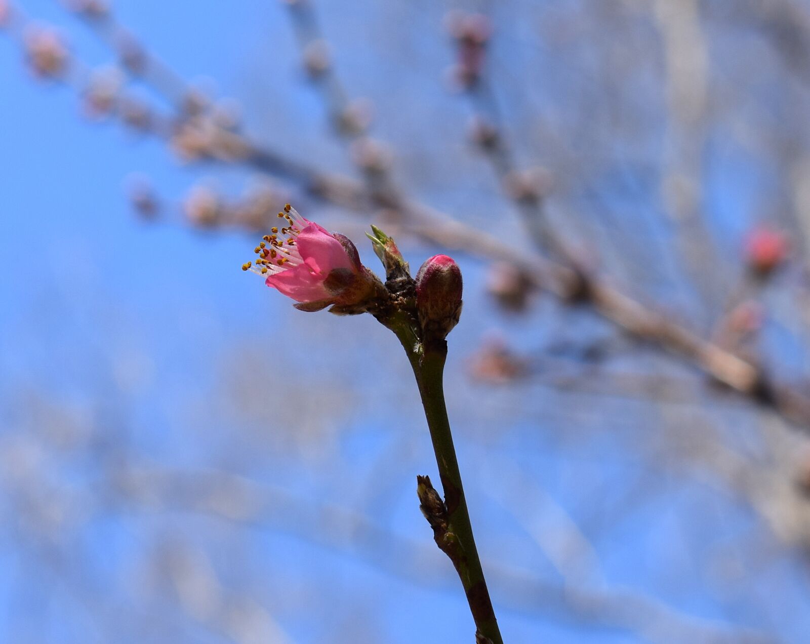 Nikon D3300 sample photo. Peach blossom bud opening photography