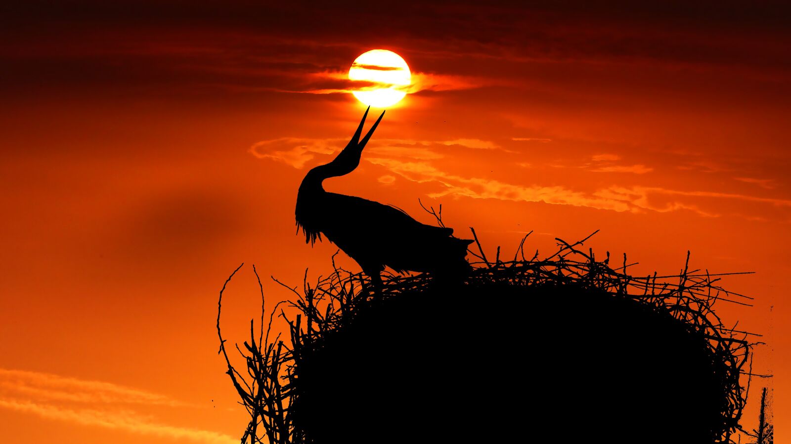 Panasonic Lumix DMC-FZ200 sample photo. Sunset, stork, nest photography