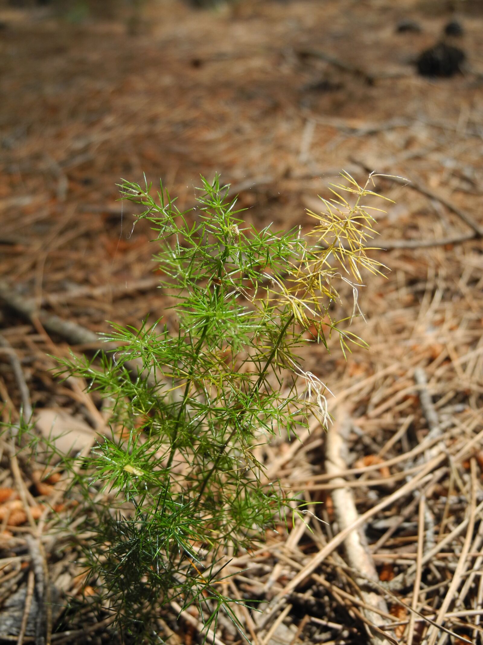 Nikon Coolpix P7000 sample photo. Plant, young shoot, points photography