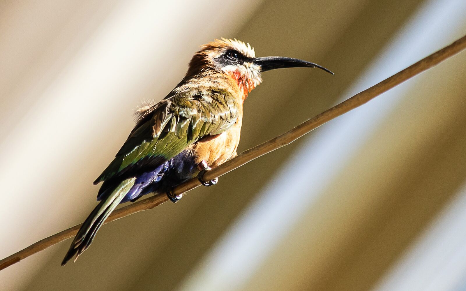 Canon EF 70-300mm F4-5.6 IS USM sample photo. White forehead pt, bird photography
