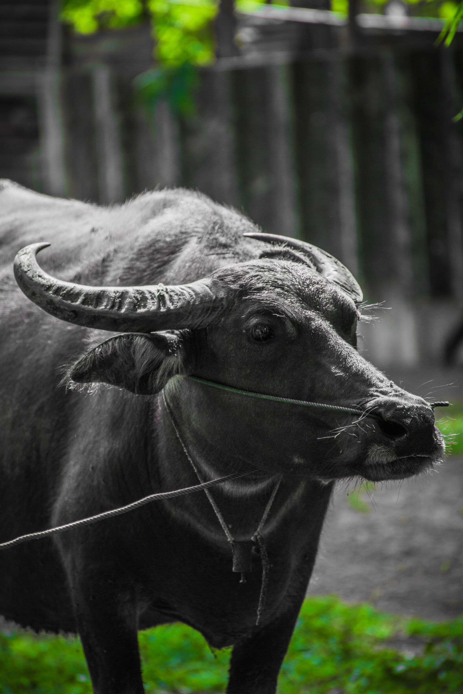 Canon EOS 5D Mark III sample photo. Buffalo, animals, in the photography