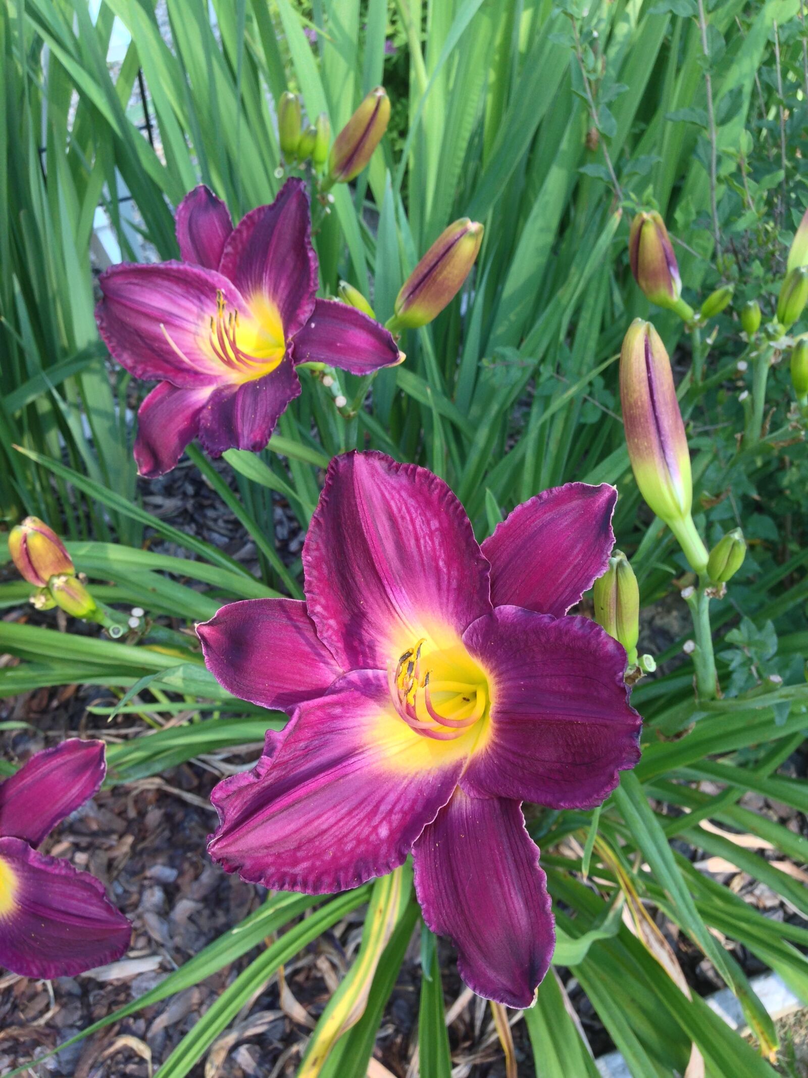 Apple iPhone 5 sample photo. Day lily, hemerocallis, flower photography