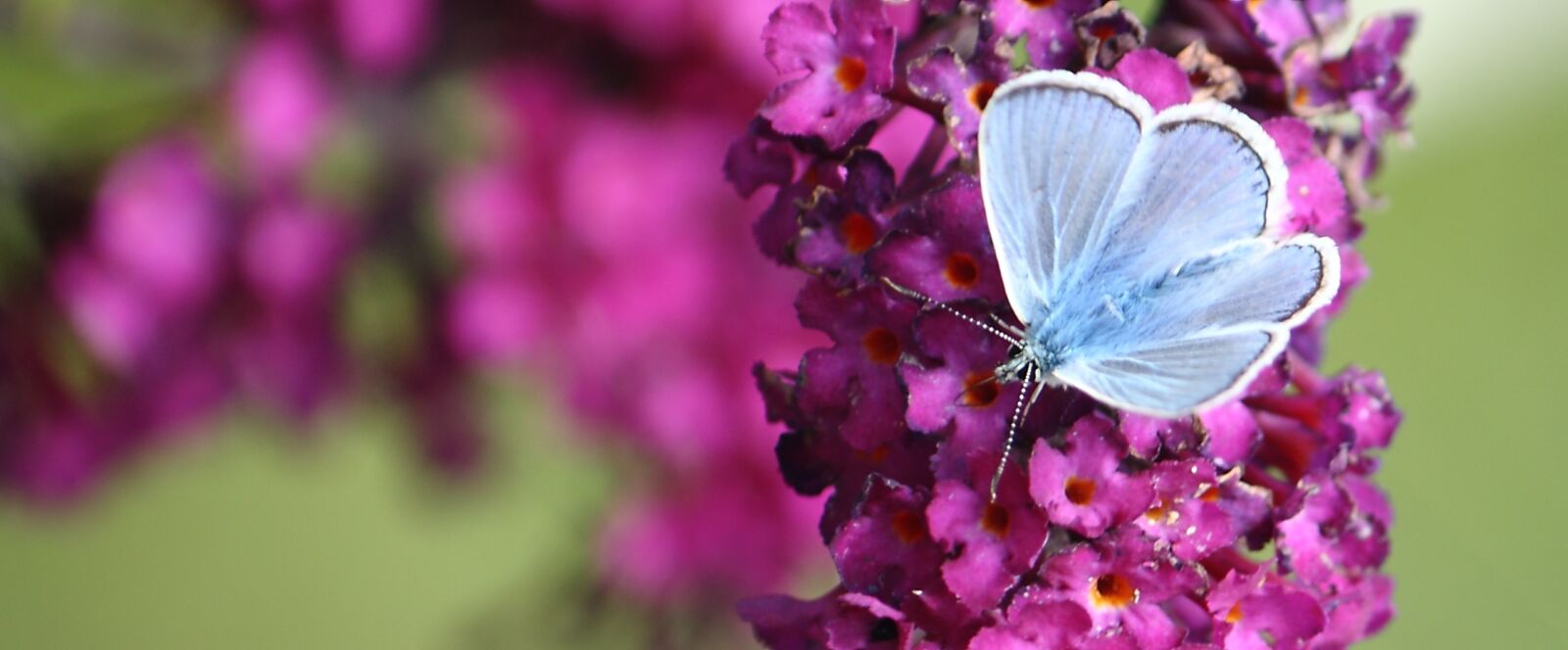 Canon EOS 400D (EOS Digital Rebel XTi / EOS Kiss Digital X) sample photo. Butterfly, nectar, natural photography