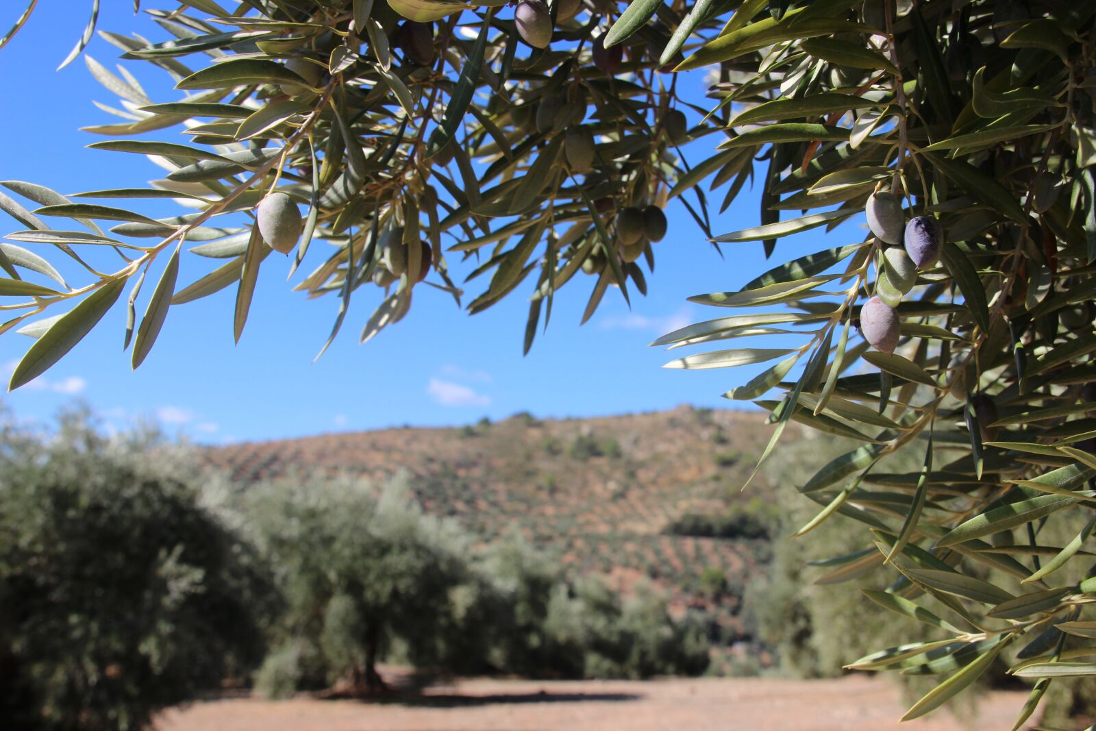 Canon EOS 600D (Rebel EOS T3i / EOS Kiss X5) sample photo. Olives, spain, olive tree photography