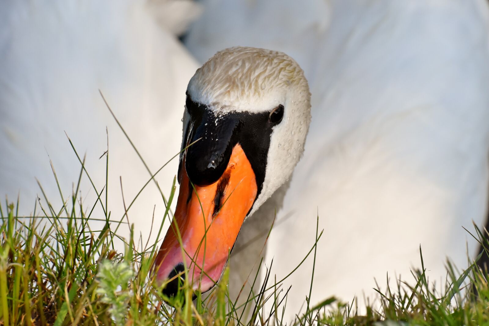 Nikon D7200 sample photo. Swan, feather, plumage photography