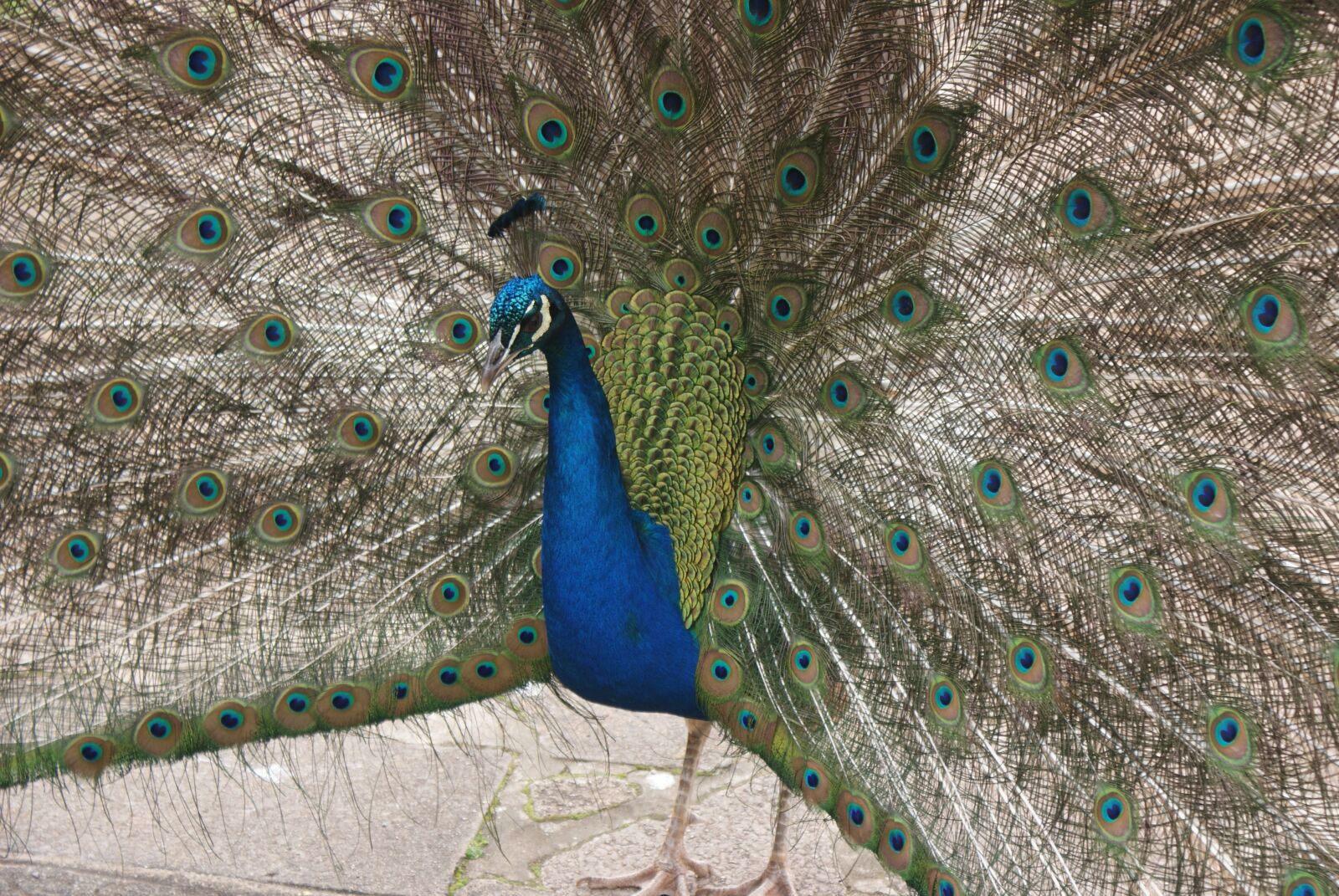 Sony Alpha DSLR-A200 sample photo. Beautiful, peacock, full photography