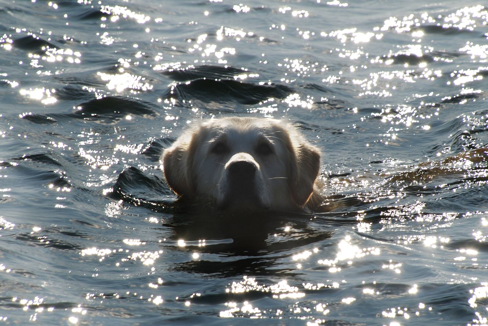 Nikon D80 sample photo. Golden retriever, dog, pet photography