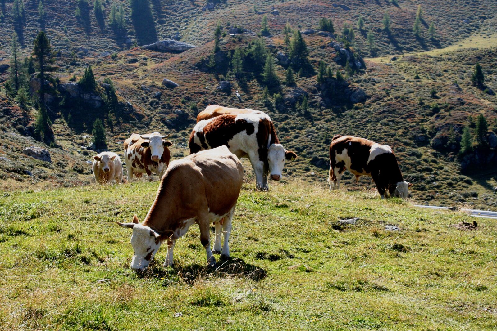 Canon EOS 350D (EOS Digital Rebel XT / EOS Kiss Digital N) sample photo. Alm, cows, meadow photography