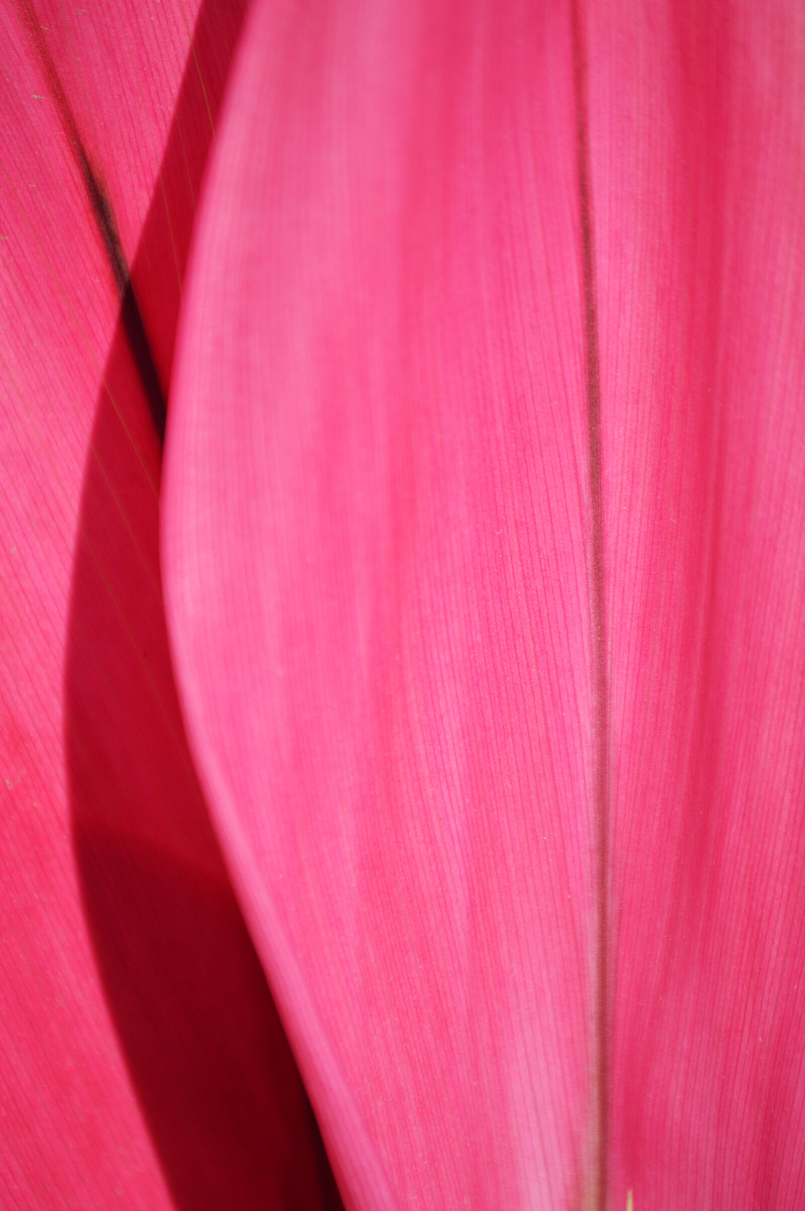 Nikon D3200 sample photo. Abstract, art, artistic, bright photography