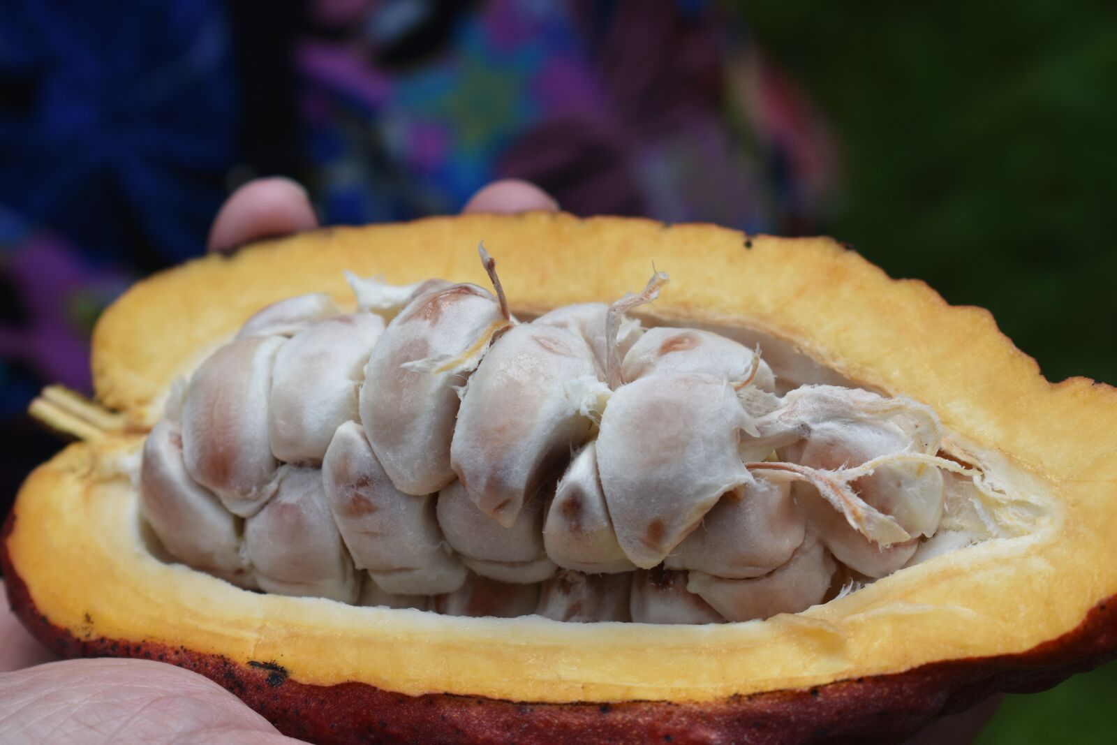 Nikon D3400 sample photo. Chocolate, chocolate pod, fresh photography