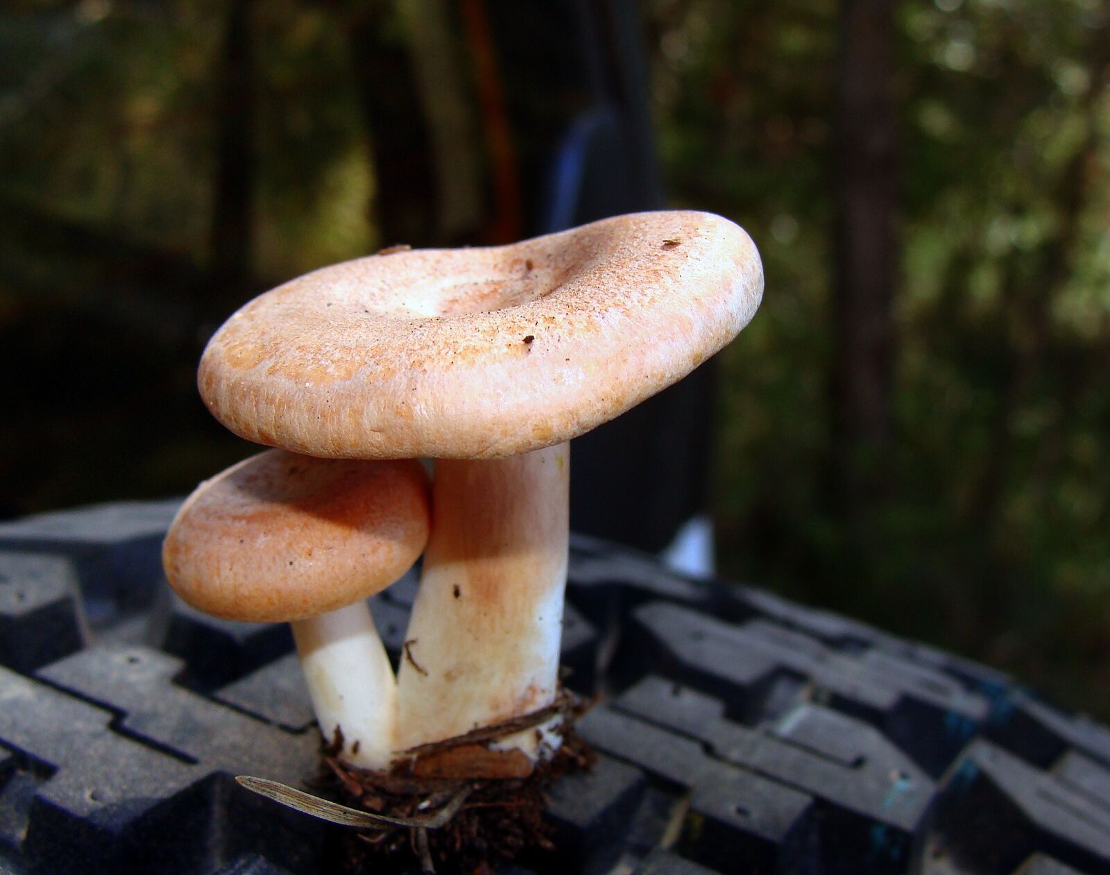 Sony DSC-H3 sample photo. Mushroom, boletus, autumn photography