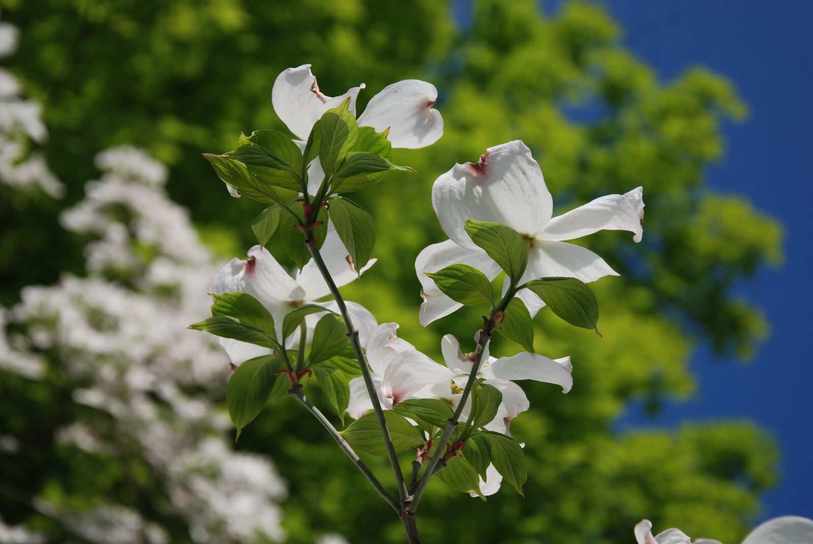 Nikon D80 sample photo. Flowers, tree, closeup photography