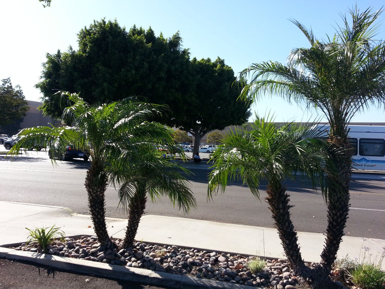 Samsung Galaxy Note2 sample photo. Palm, tree, tropical photography