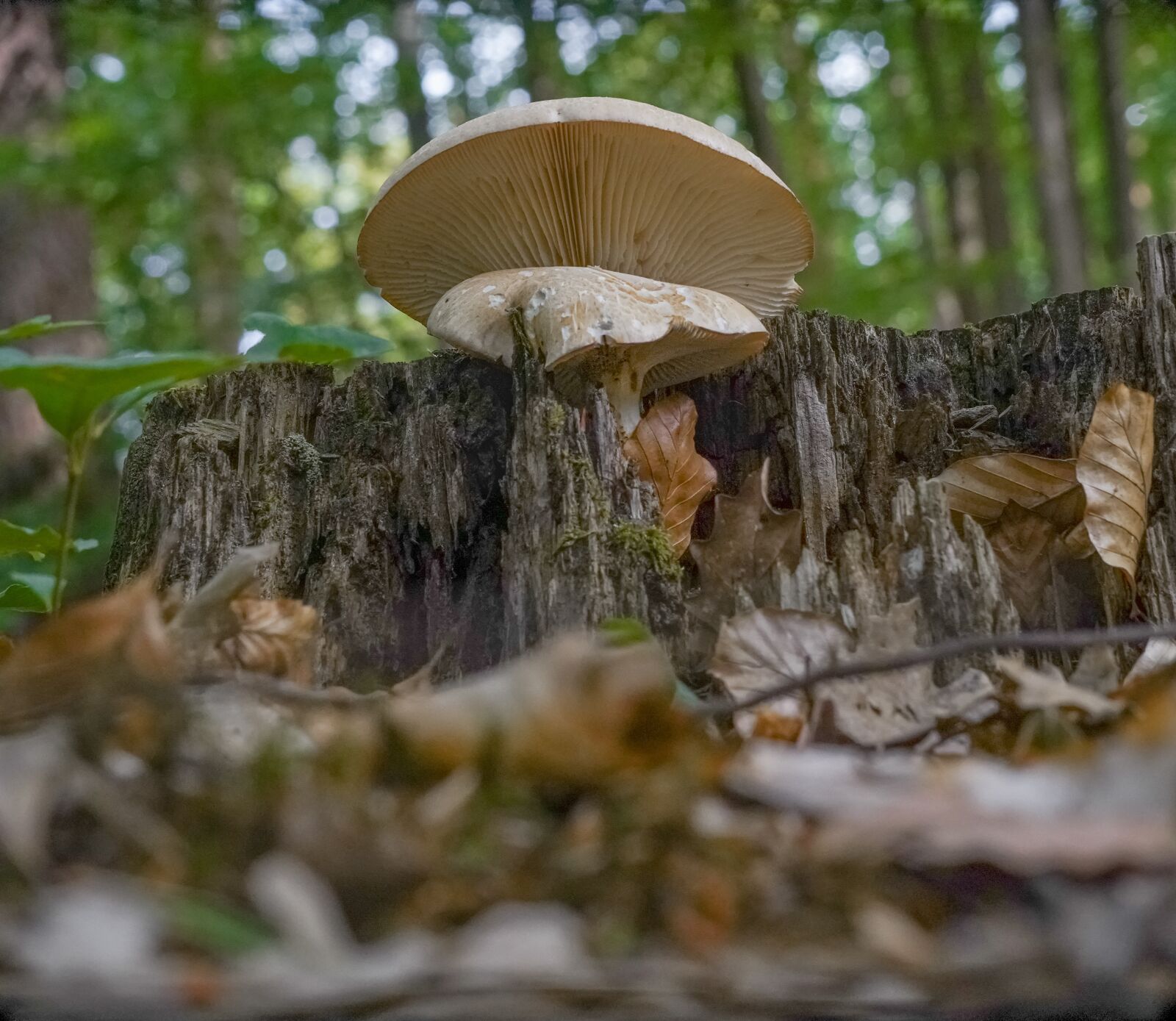 Sony a7 III + Sony E 55-210mm F4.5-6.3 OSS sample photo. Mushroom, forest, fungi photography