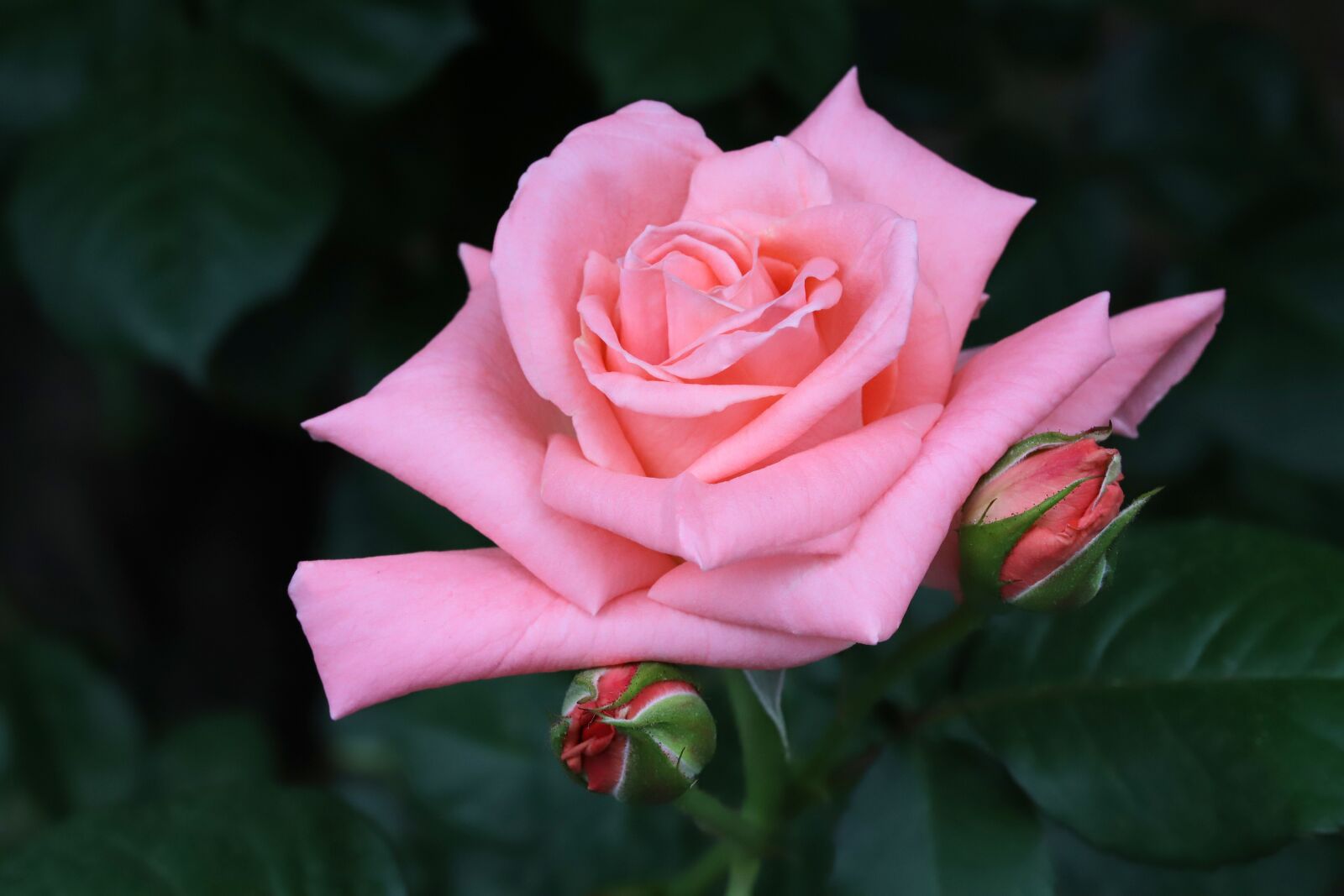 Canon EOS 6D Mark II sample photo. Rose, flowers, nature photography