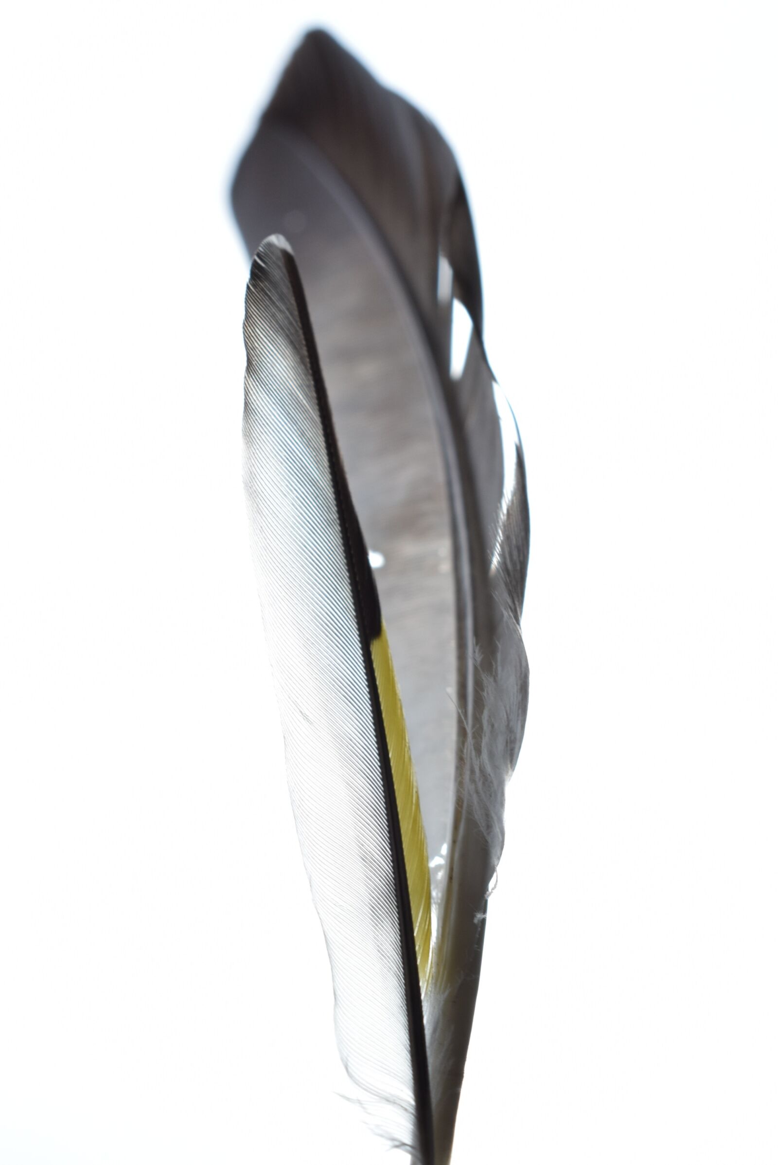 Nikon D3300 sample photo. Feather, bird, nature photography
