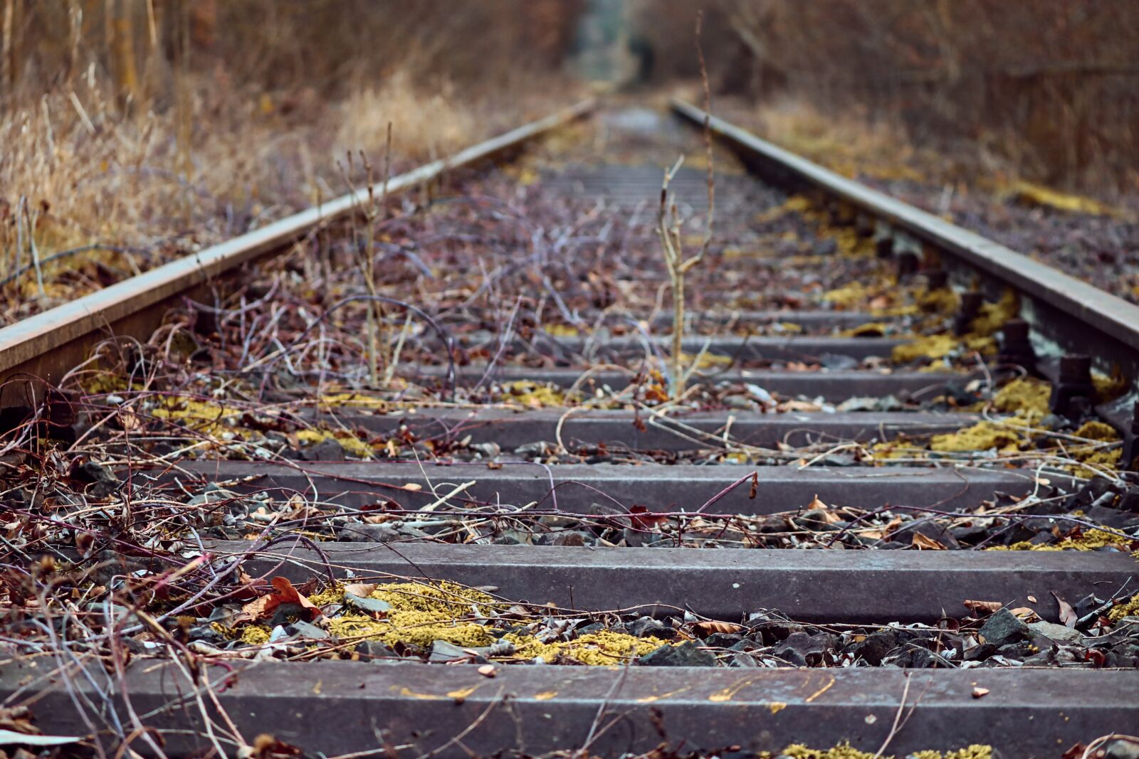 Canon EOS 200D (EOS Rebel SL2 / EOS Kiss X9) sample photo. Rails, railroad tracks, rail photography