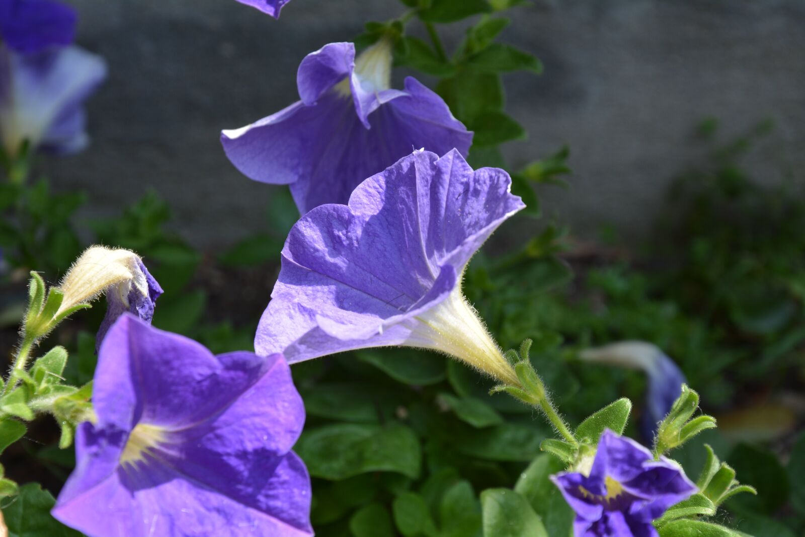 Nikon D7100 sample photo. Flowers, purple flowers, petals photography