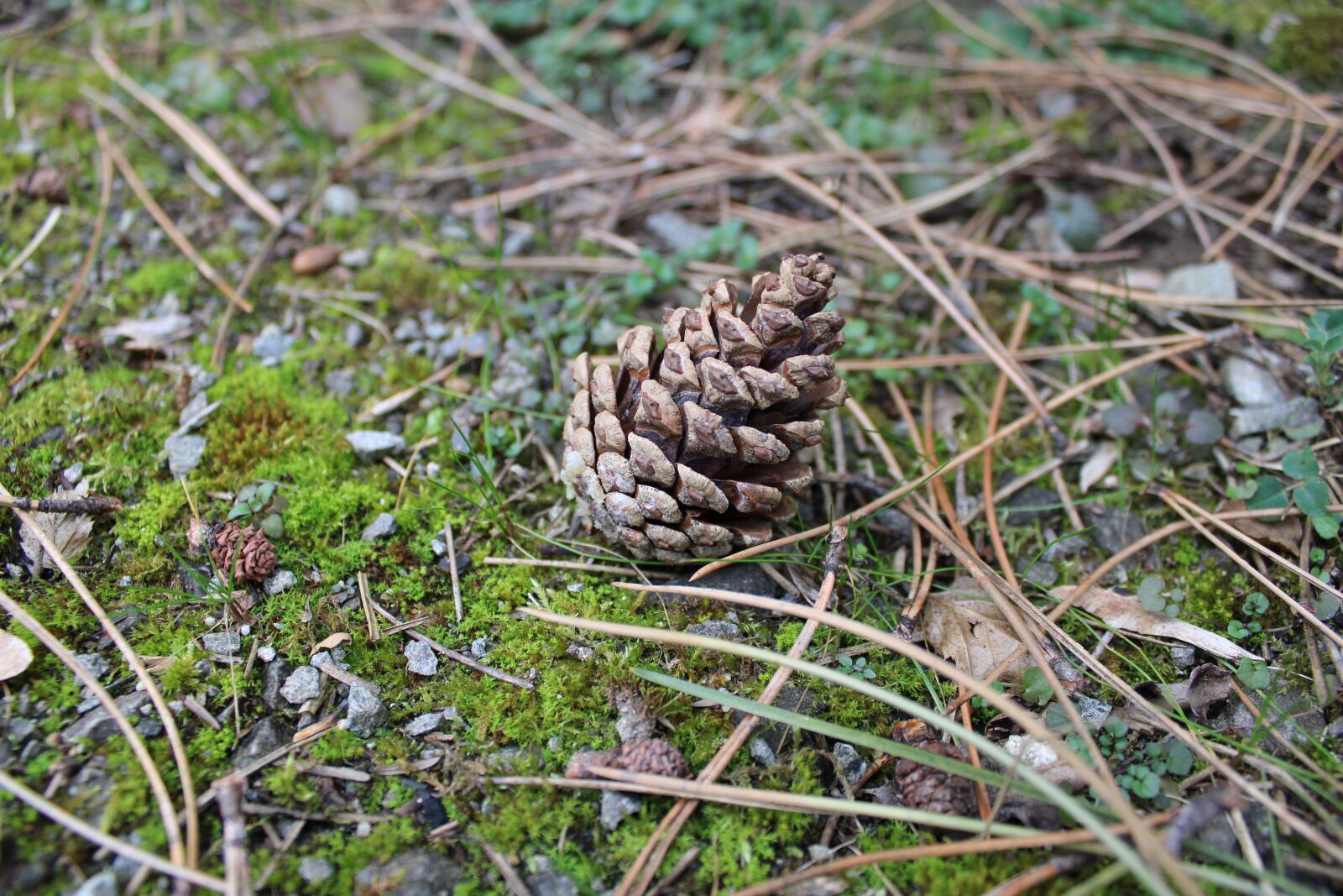 Canon EOS 2000D (EOS Rebel T7 / EOS Kiss X90 / EOS 1500D) sample photo. Pine, forest, nature photography