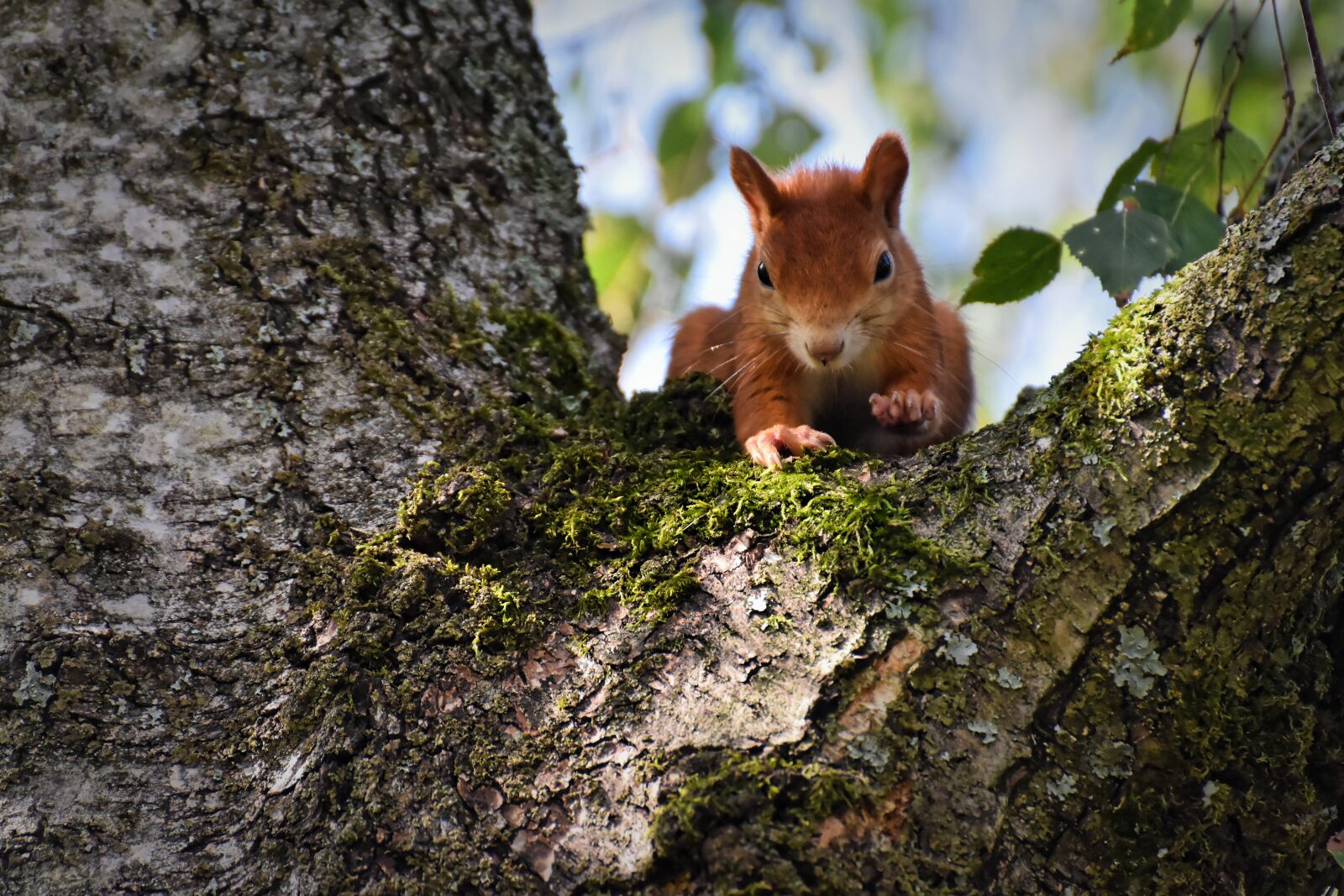 Nikon D7200 sample photo. Squirrel, nager, cute photography