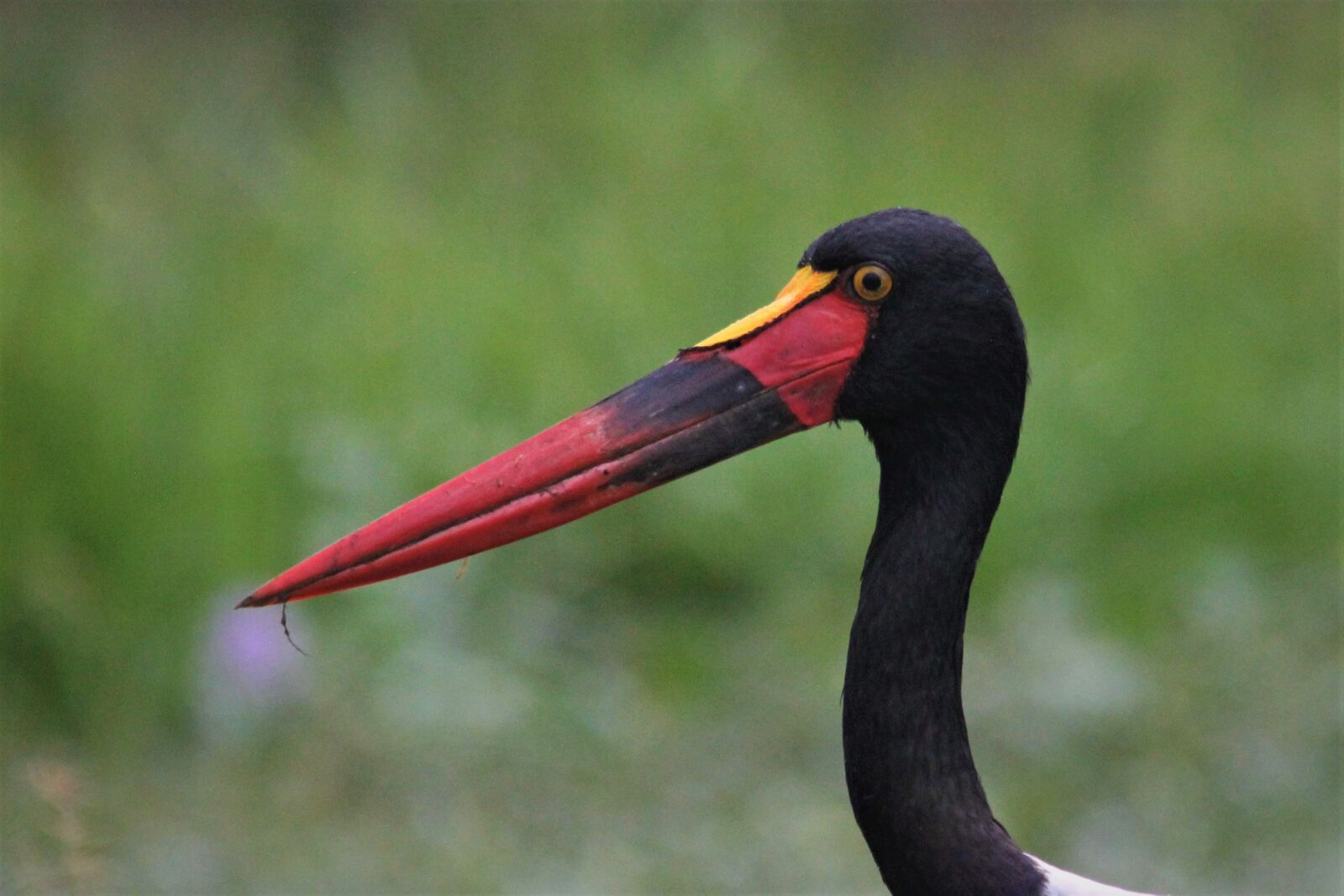 Canon EOS 60D sample photo. Saddle, billed, stork photography