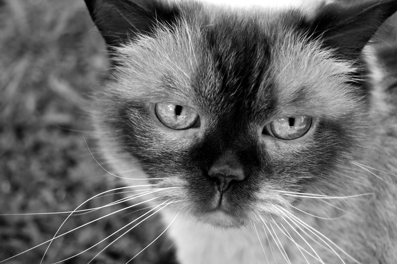 Nikon D7200 sample photo. British shorthair, cat, black photography