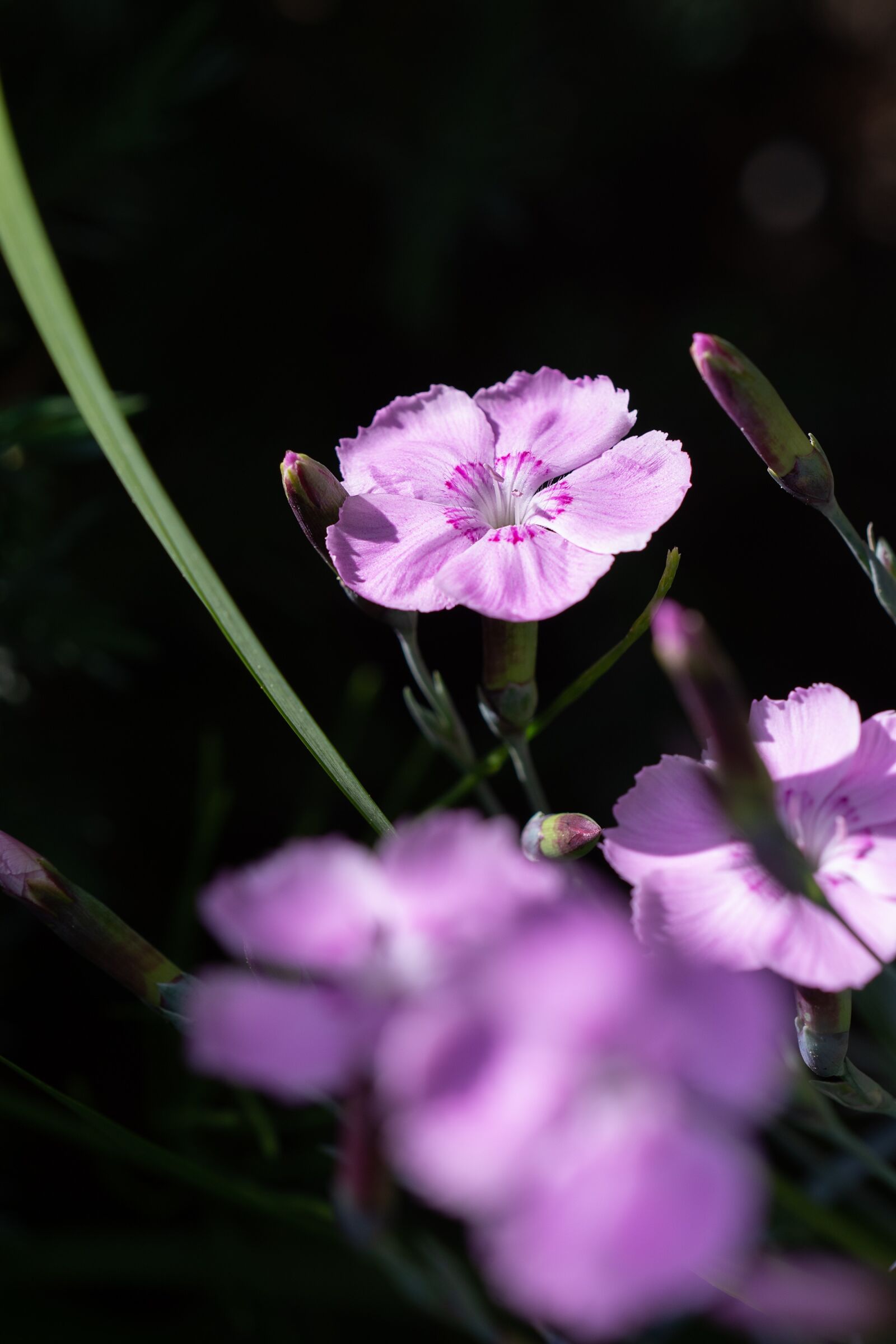 Nikon D7100 sample photo. Blossom, bloom, pink photography
