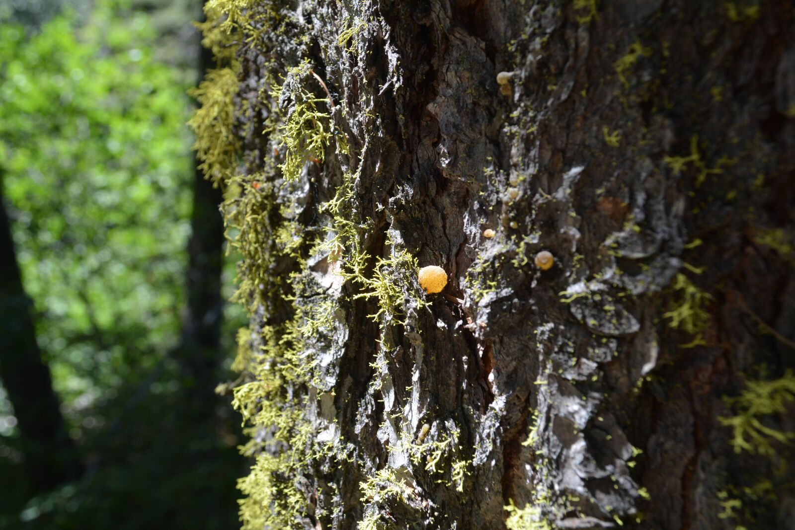 Nikon D5200 sample photo. Macro, moss, nature photography