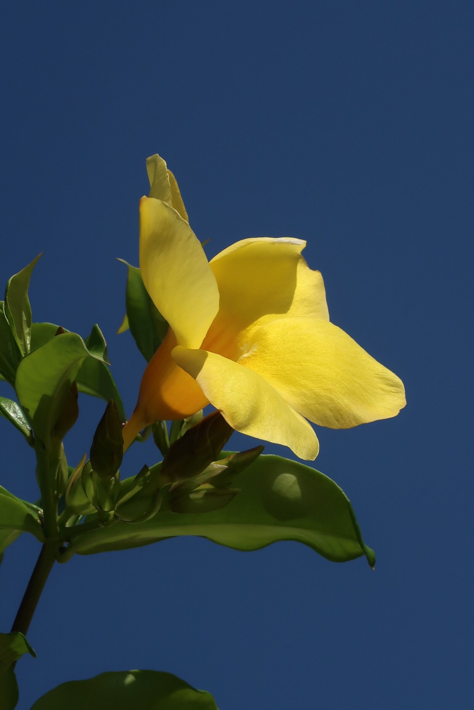 Canon PowerShot G7 X Mark II sample photo. Flower, sky, nature photography
