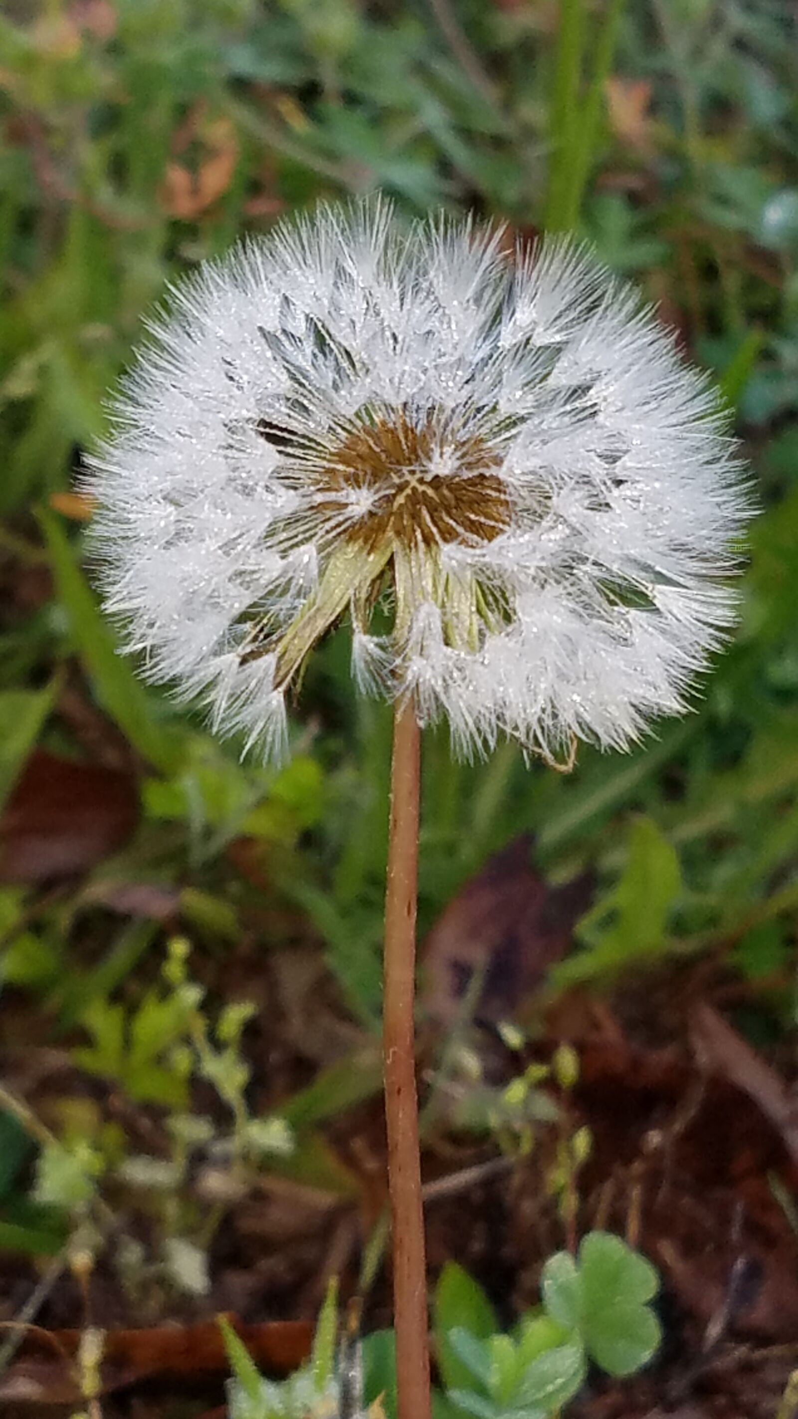 Samsung Galaxy S7 sample photo. Dandelion, nature, flower photography