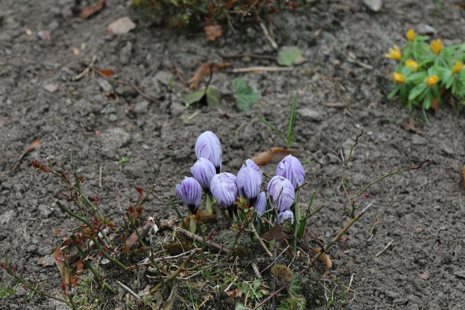 Canon EOS 70D sample photo. Nature, early bloomer, crocus photography