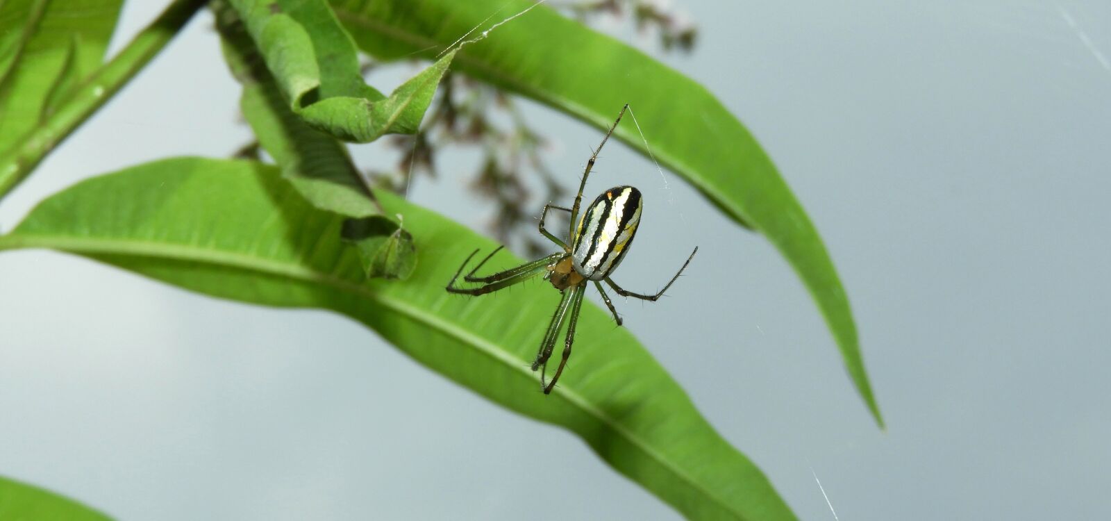 Nikon Coolpix B700 sample photo. Macro, spider, arachnid photography